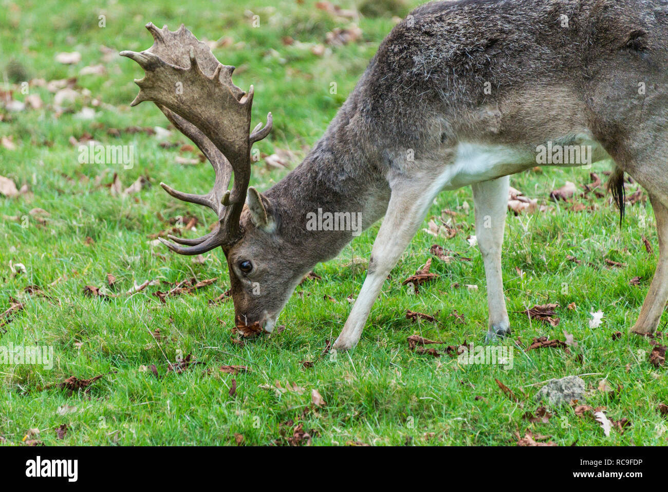 A mature fallow deer buck (Dama dama) with darker winter coat grazing