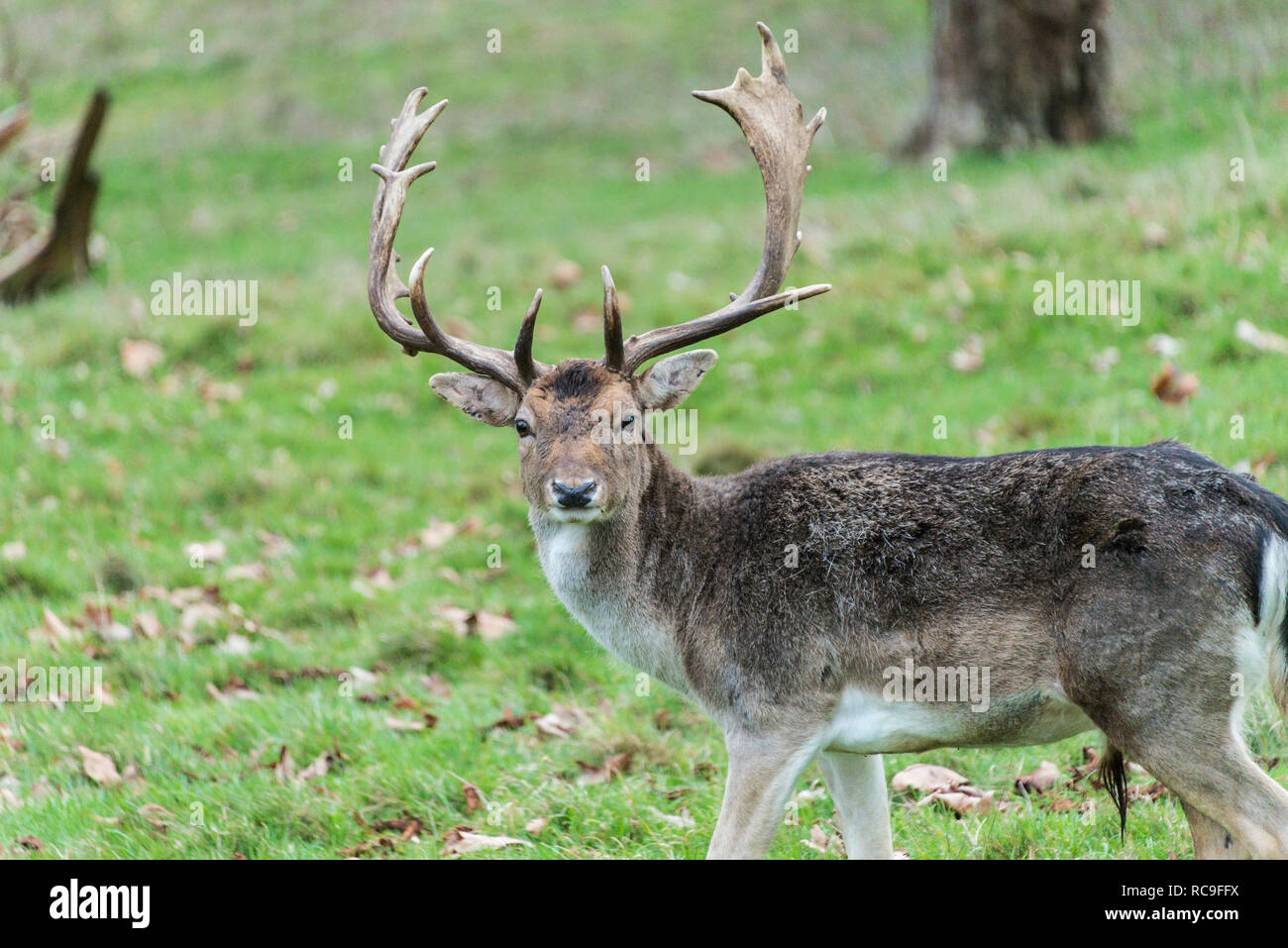 A mature fallow deer buck (Dama dama) with darker winter coat Stock