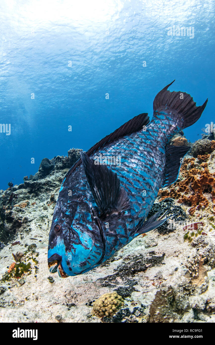Midnight blue parrotfish, Cozumel, Quintana Roo, Mexico Stock Photo