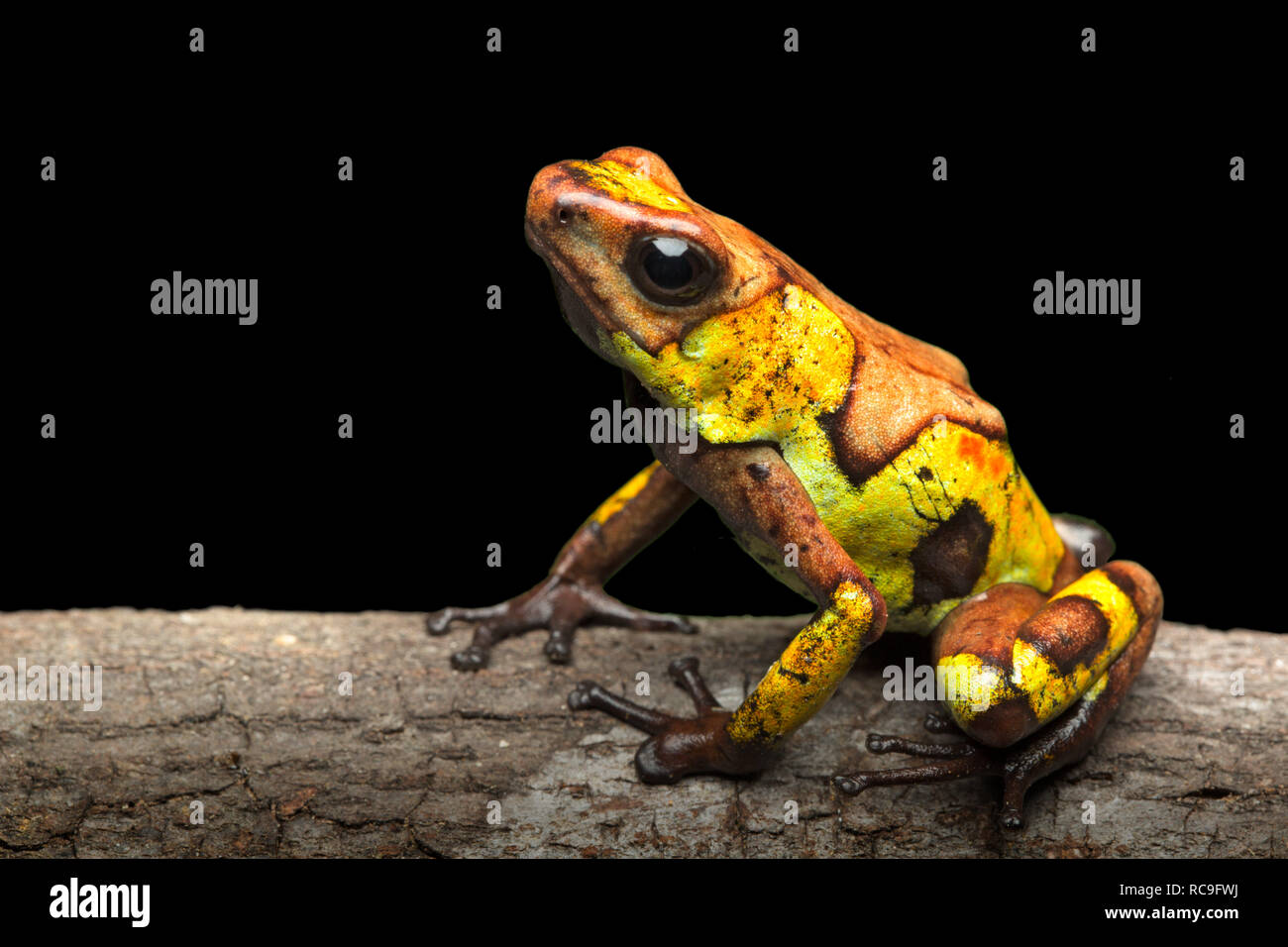 Poison dart frog, Oophaga histrionica. A small poisonous animal from the rain forest of Colombia. Stock Photo