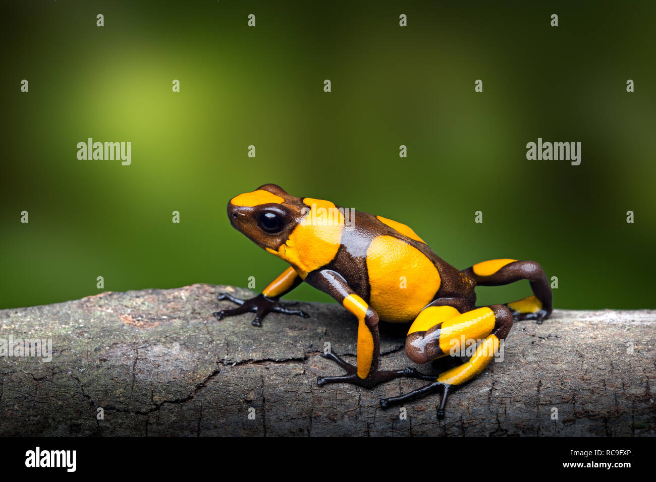 Yellow banded poison dart frog, Oophaga histrionica. A small poisonous animal from the rain forest of Colombia with a bright warning color. Stock Photo