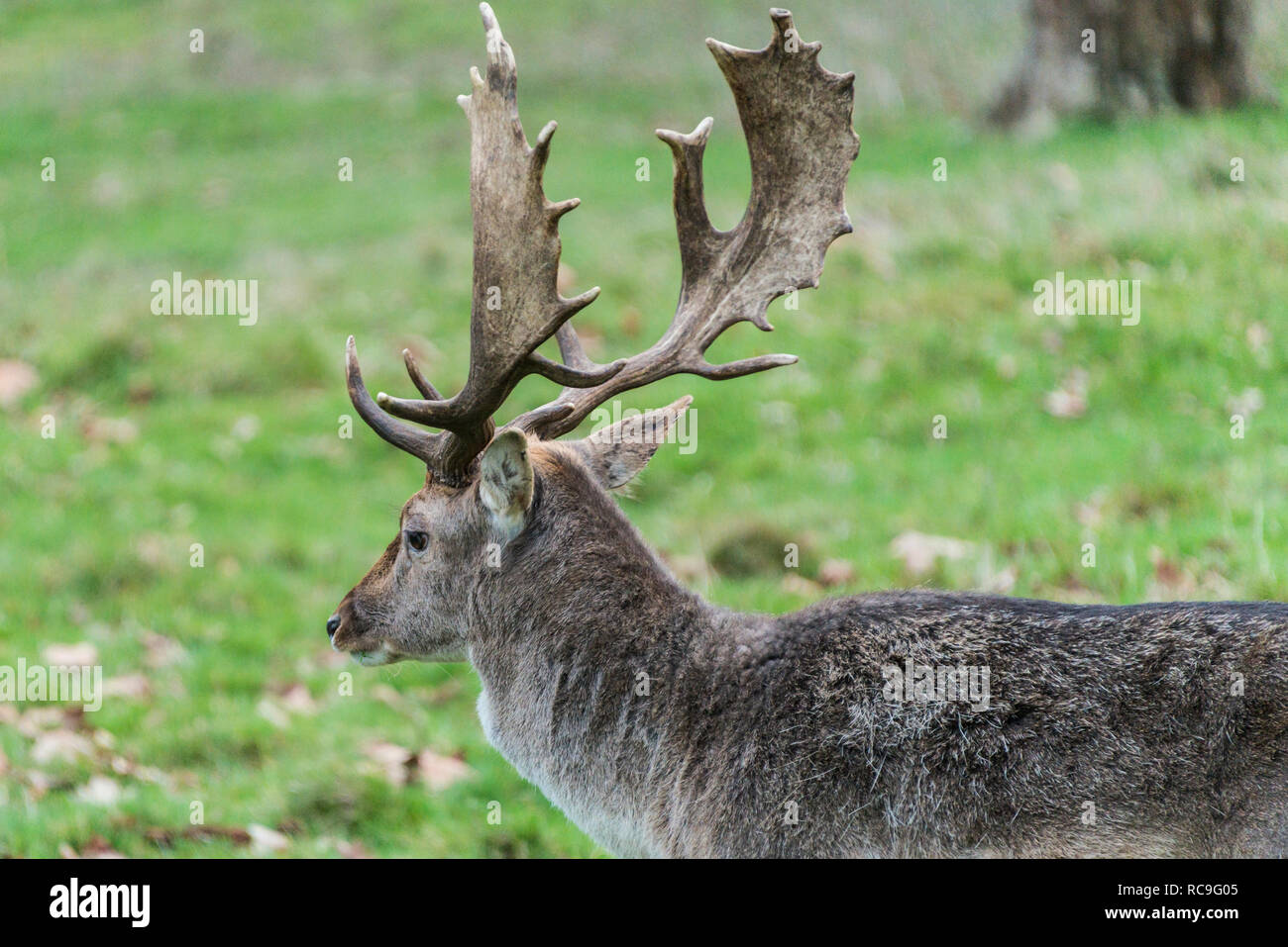 A mature fallow deer buck (Dama dama) with darker winter coat Stock Photo -  Alamy