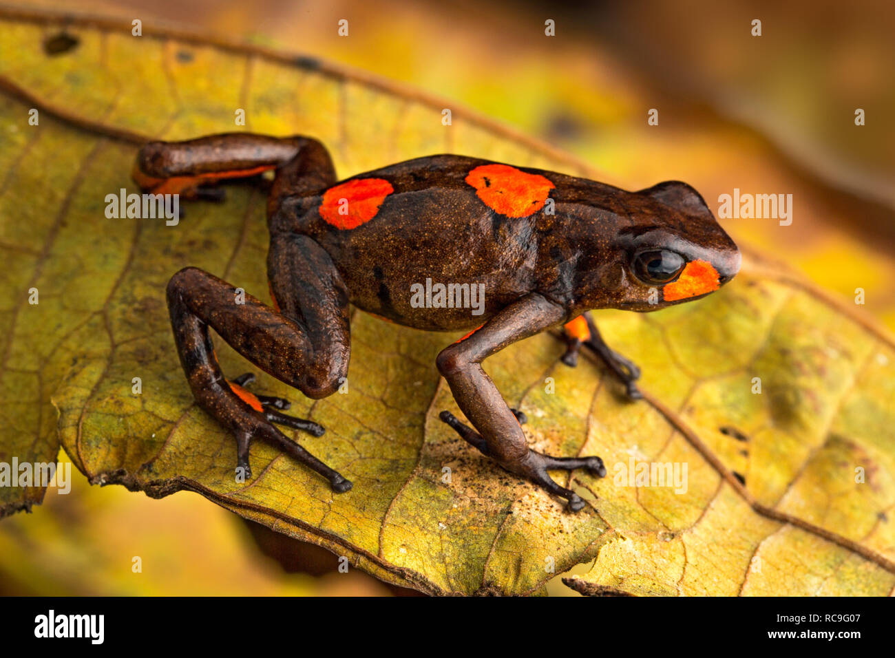 Poison dart frog, Oophaga histrionica. A small poisonous animal from the  rain forest of Colombia Stock Photo - Alamy