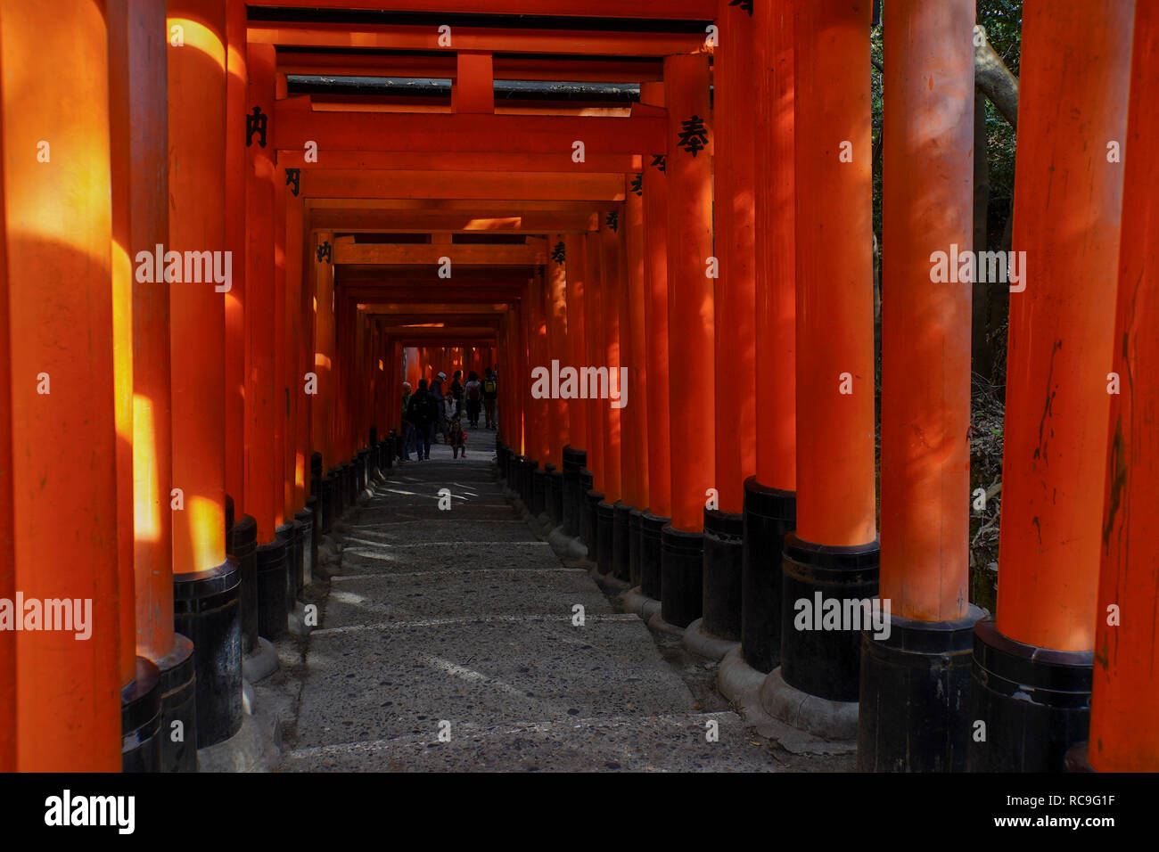 Japan, Kyoto, Red Tori Gate at Fushimi Inari Taisha is the head shrine of the god Inari, located in Fushimi Ward in Kyoto, Japan. The shrine sits at t Stock Photo