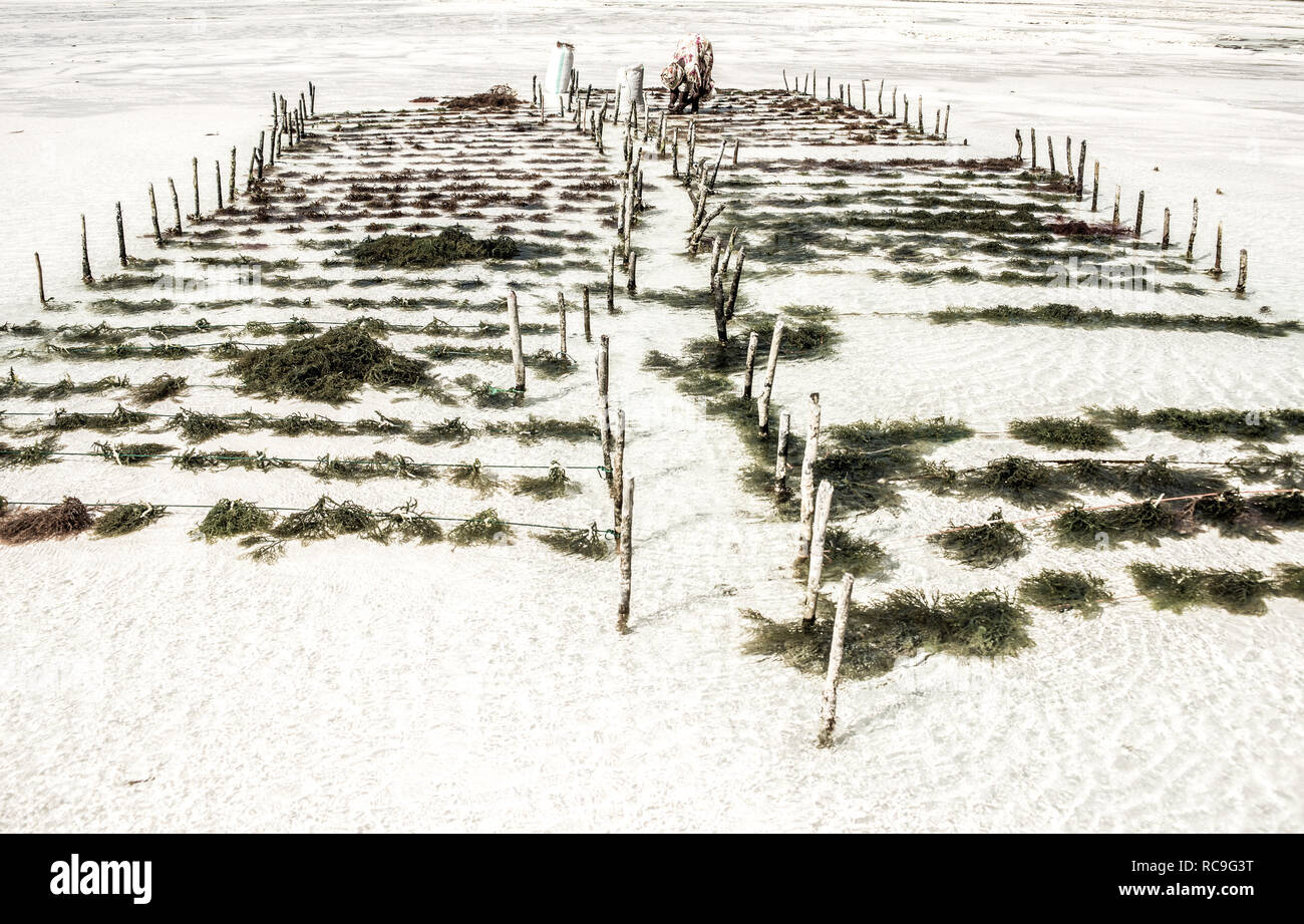 irish moss seaweed farming in Zanzibar Stock Photo