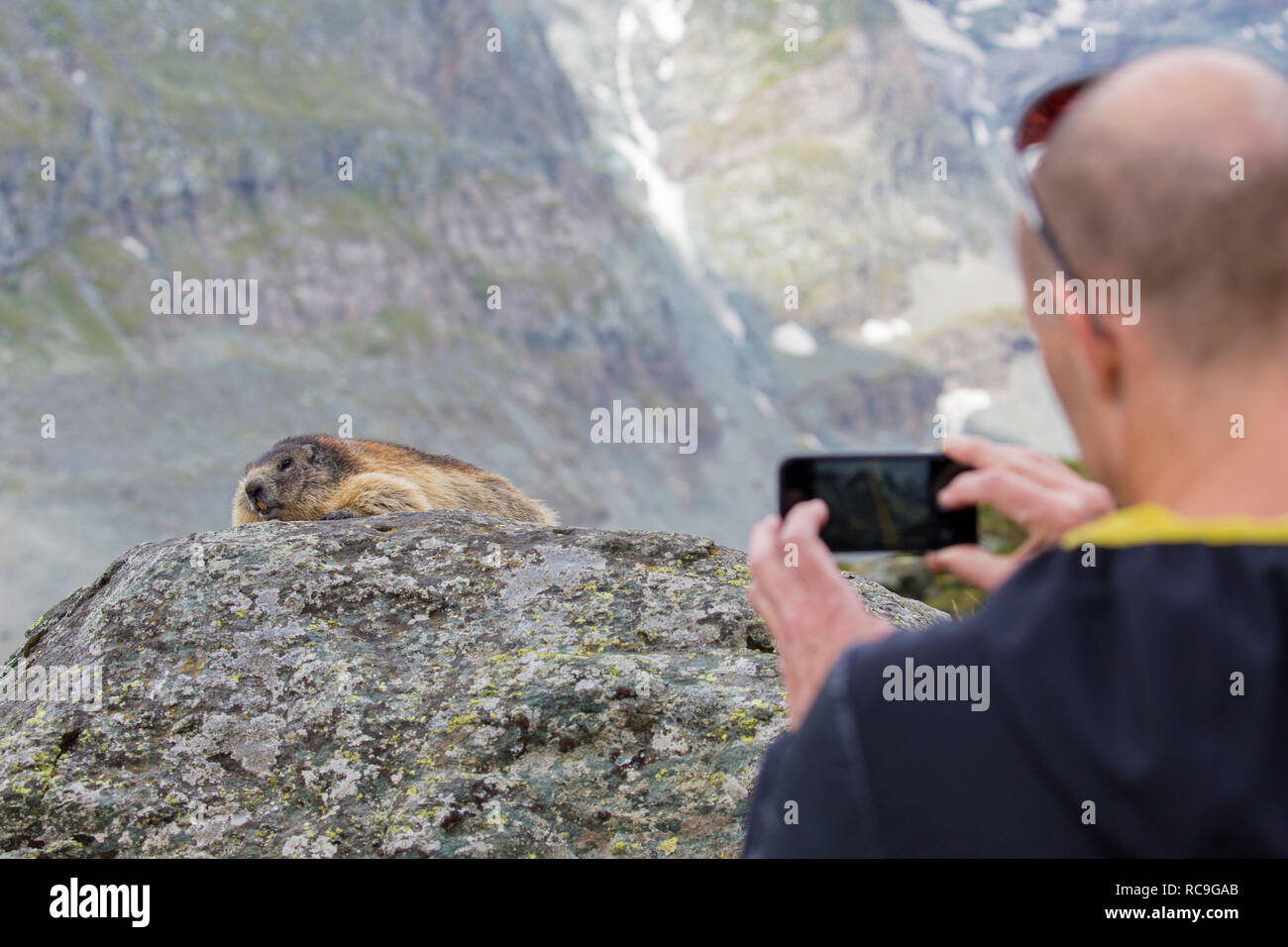 Tourist taking pictures with smartphone of Alpine marmot (Marmota marmota) in summer in the Alps Stock Photo