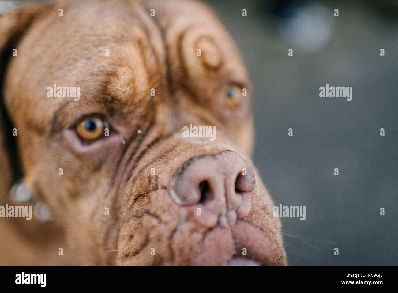 Portrait of a dog Stock Photo