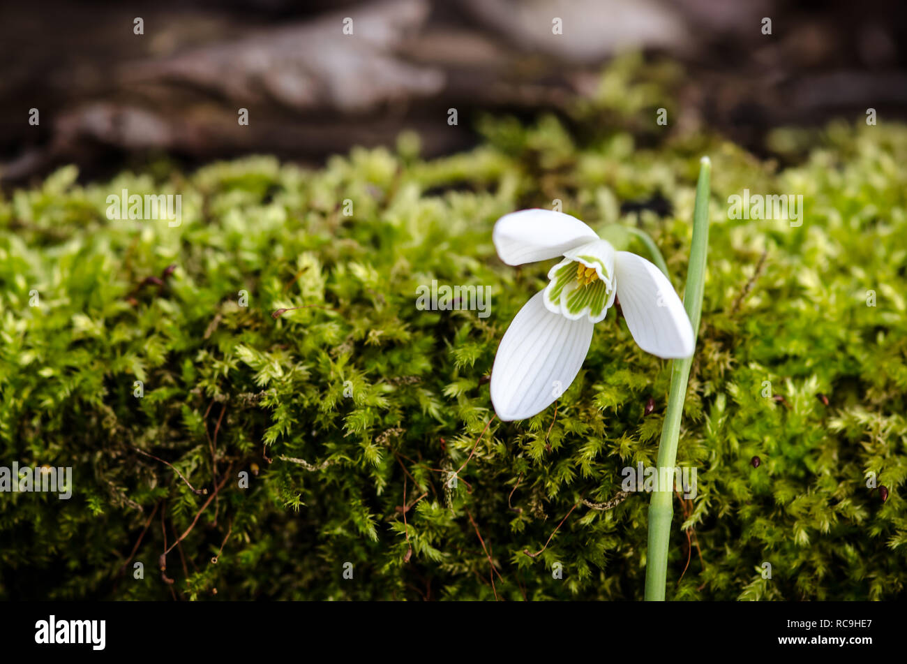 white moss snowdrop