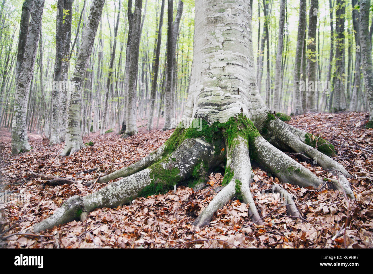 Alpine Forests Roots Tree roots in italy hi-res stock photography and images - Alamy