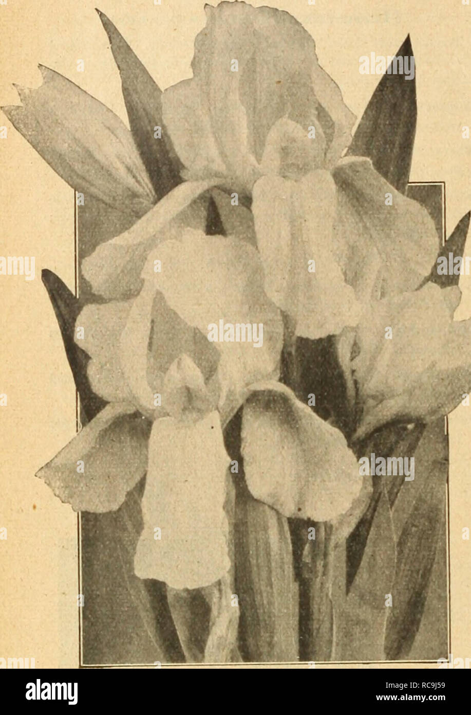 . Dreer's autumn catalogue 1926. Bulbs (Plants) Catalogs; Flowers Seeds Catalogs; Gardening Equipment and supplies Catalogs; Nurseries (Horticulture) Catalogs; Vegetables Seeds Catalogs. 22 /flEHlSyA-DlM BULB5 &quot;^&quot;^mLL PLANTM MfflEUHnilll. Golden Yellow German Iris Siierwin-Wricht (Offered on paqe 21) Ten Choice New Iris Germanica Ambassadeur. One of the finest. The stout stems bear flowers of largest size, magnificent lorm and unique coloring. Standards deep lavender suffused with bronze, falls maroon with purplish cast. Archeveque. Standards a rich shade of reddish purple, falls dar Stock Photo