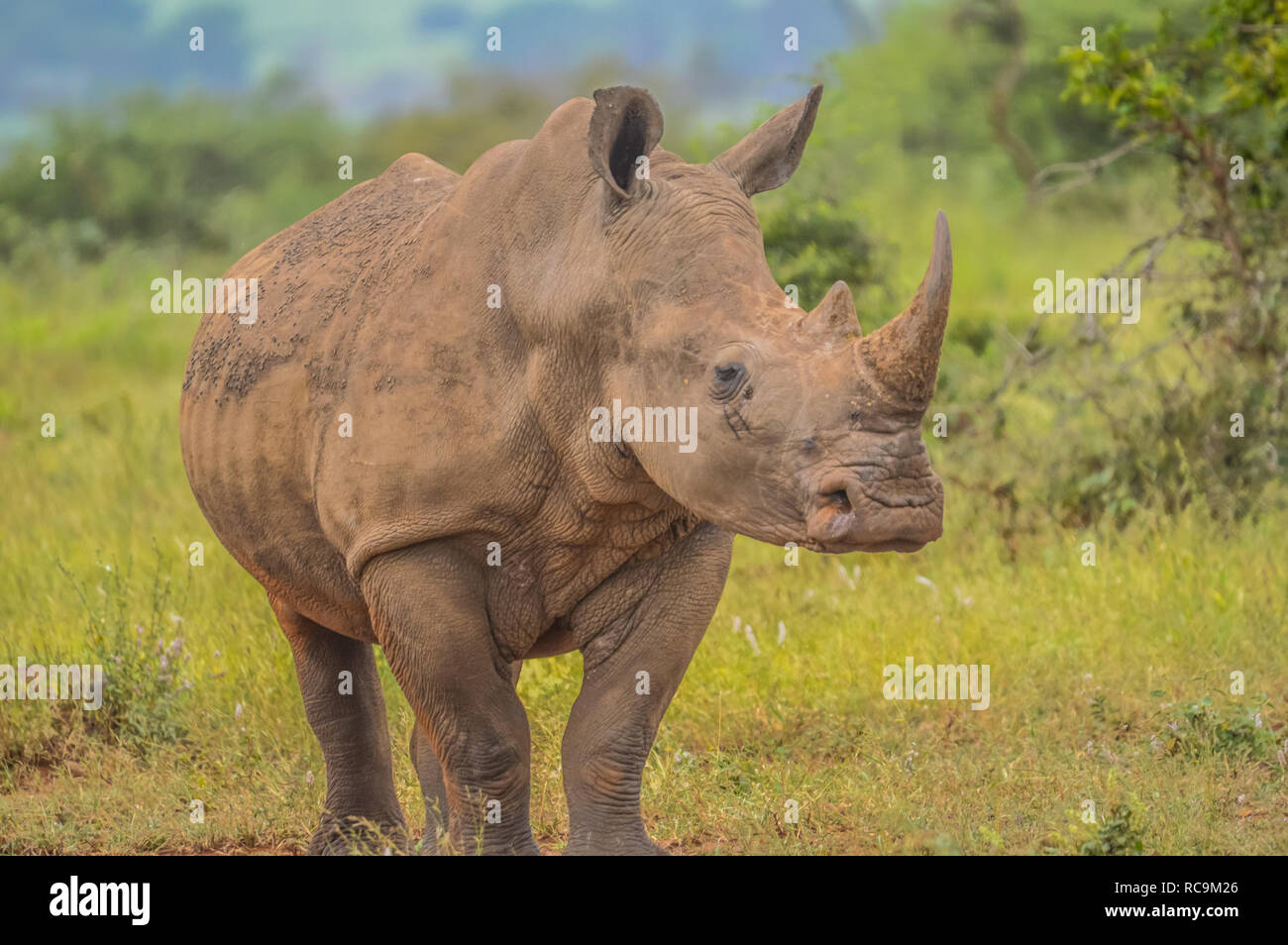 A cute male bull white Rhino in Kruger National Park Stock Photo