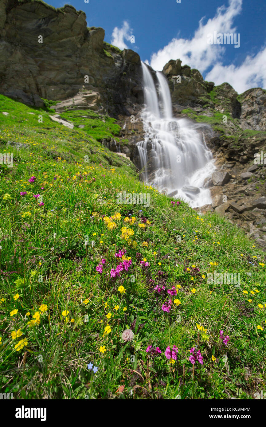 Alpine wildflowers blooming in front of the Nassfeld waterfall in the Hohe Tauern National Park, Carinthia / Kärnten, Austria Stock Photo