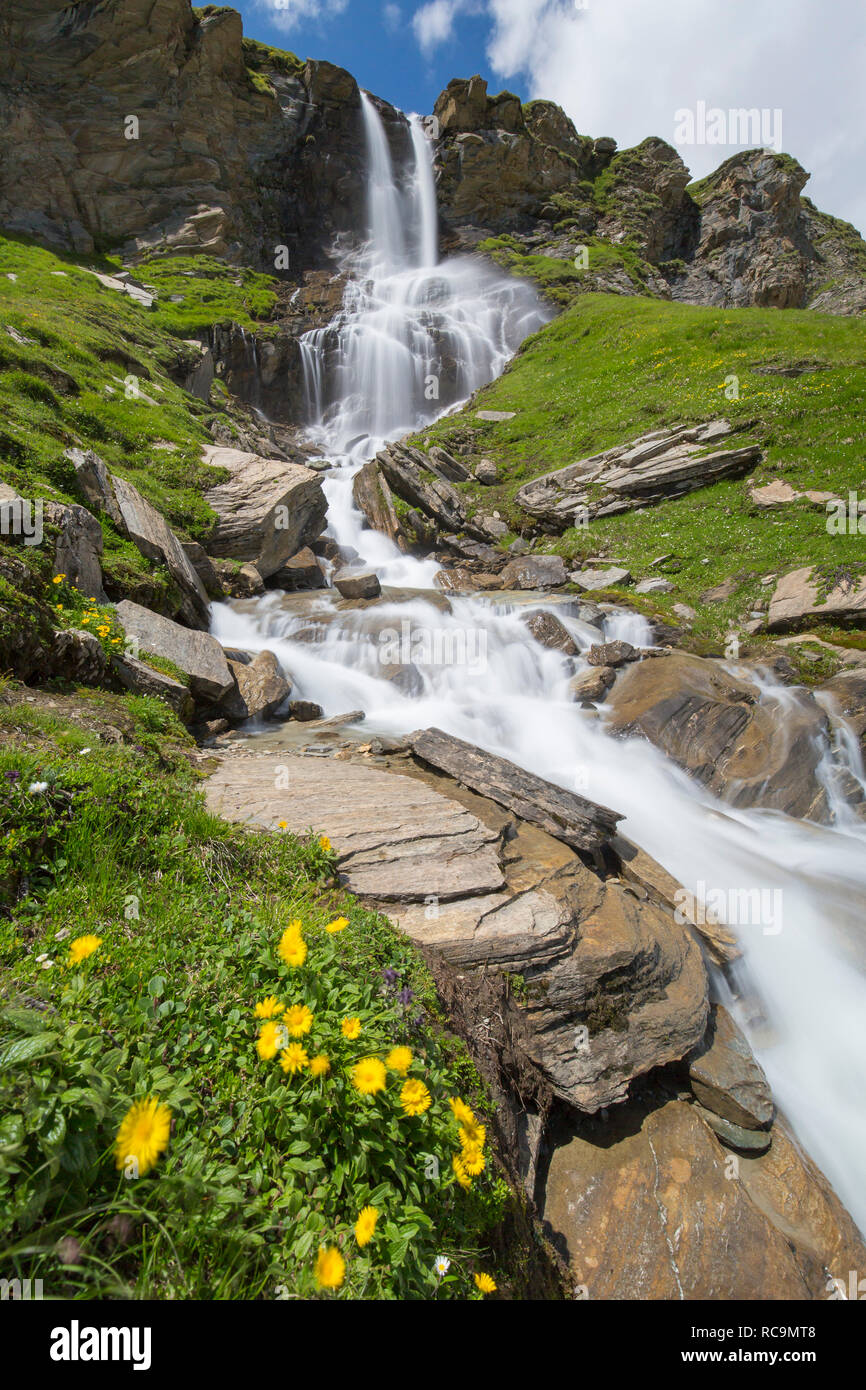 Alpine wildflowers blooming in front of the Nassfeld waterfall in the Hohe Tauern National Park, Carinthia / Kärnten, Austria Stock Photo