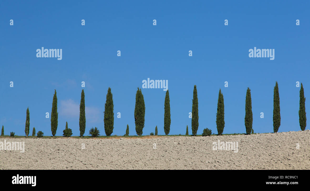 San Quirico d'Orcia: Cypresses trees in a horizontal row against a blue sky, Tuscany, Italy. Stock Photo