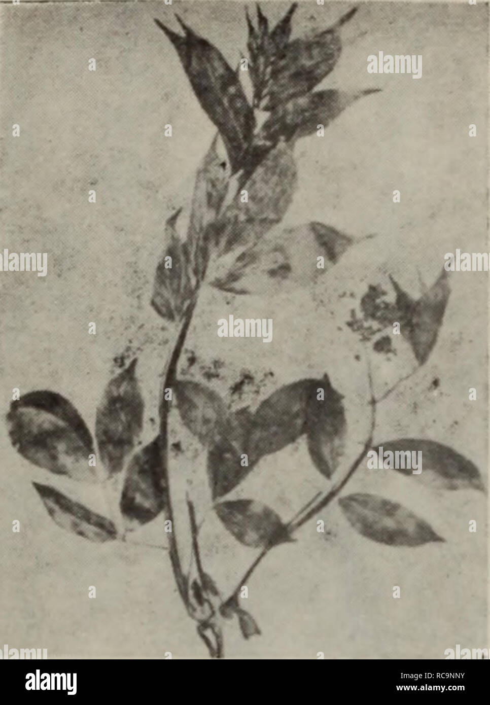 . dong bei zi yuan zhi wu shou ce. Botany. åçå -å. å¾166, æ¯æ¥éª¨æ¨Sambucus Buergeriana Blumc. Please note that these images are extracted from scanned page images that may have been digitally enhanced for readability - coloration and appearance of these illustrations may not perfectly resemble the original work.. wang wei,bo pei yun ,li jia qing,zhu you chang. ke xue chu ban she Stock Photo