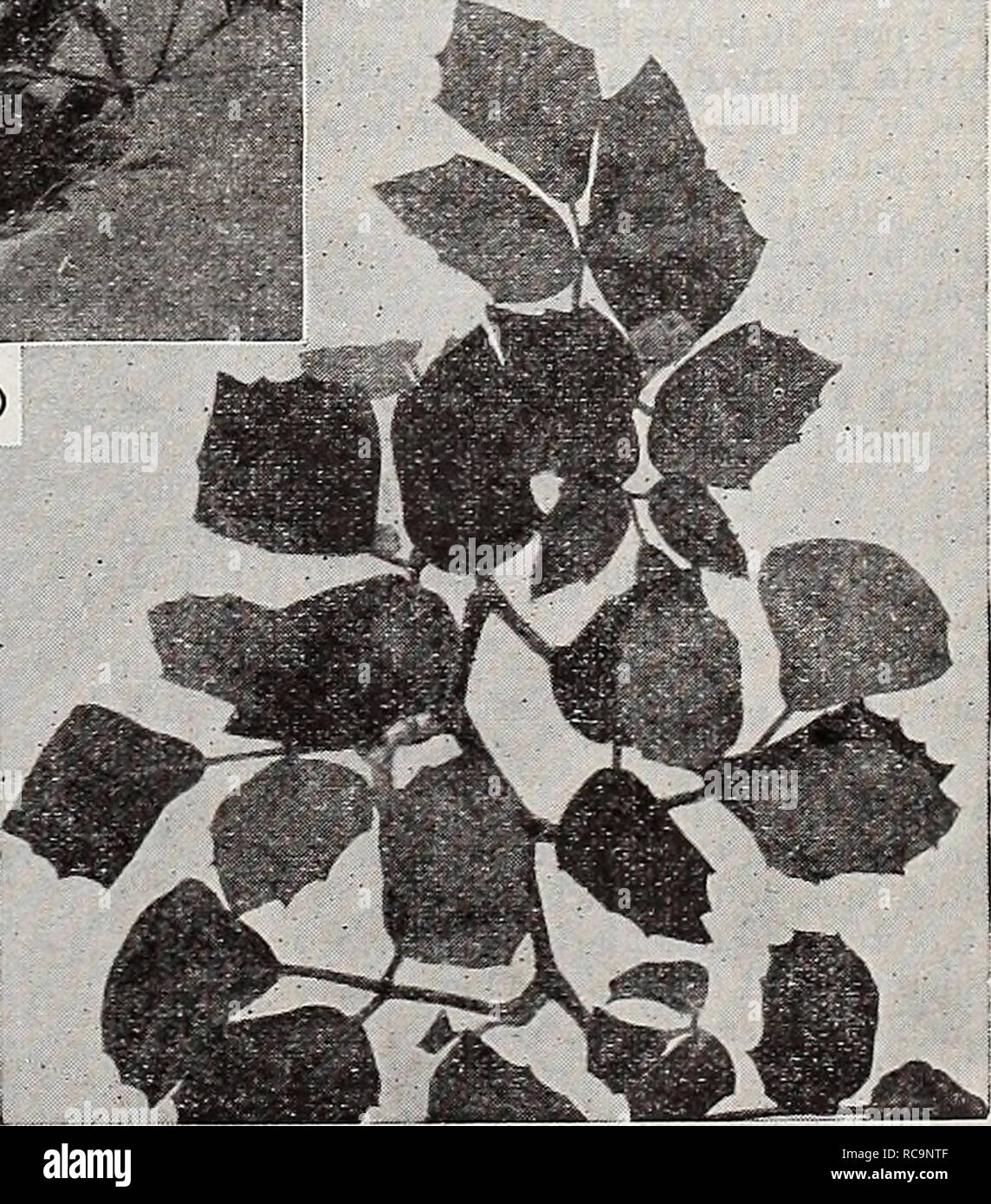 Dreer S Autumn Catalogue Flowers Seeds Catalogs Bulbs Plants Seeds Catalogs Nurseries Horticulture Catalogs Gardening Equipment And Supplies Catalogs Jasminum Gradii I Irum Catalonian Or Star Jasmine Plant For The Window Or