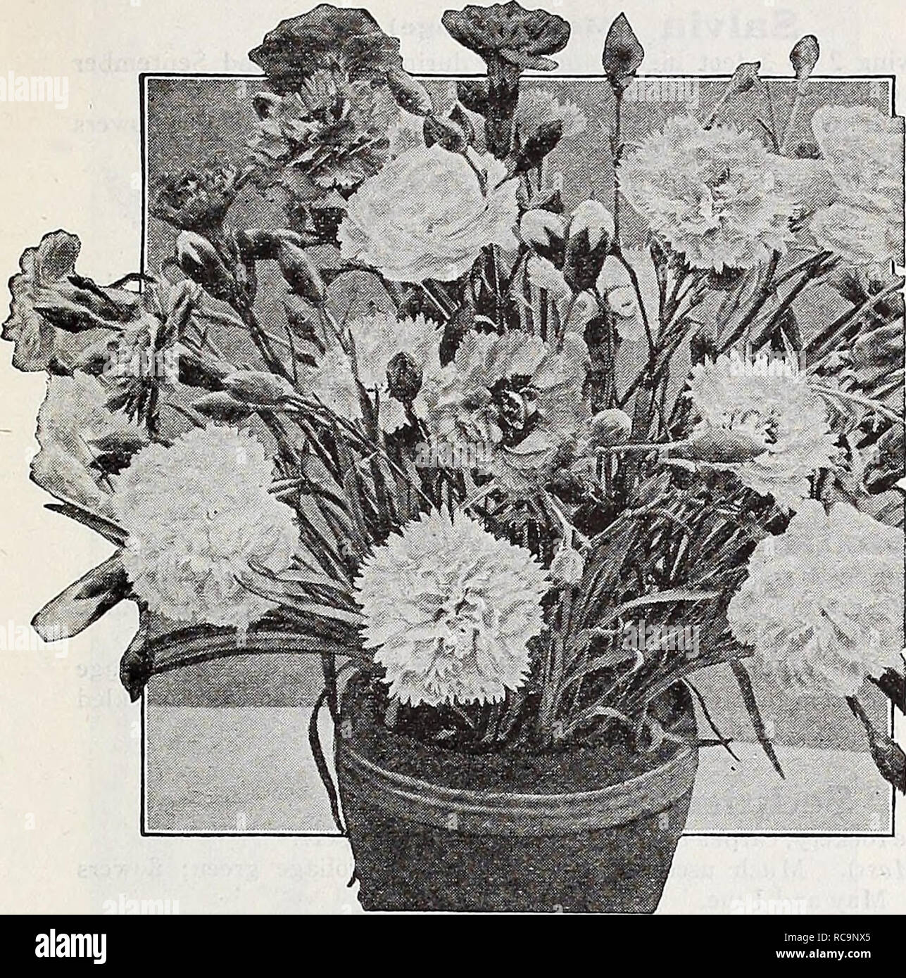 . Dreer's autumn catalogue 1932. Bulbs (Plants) Catalogs; Flowers Seeds Catalogs; Gardening Equipment and supplies Catalogs; Nurseries (Horticulture) Catalogs; Vegetables Seeds Catalogs. Hardy Pinks PhySOStegia (False Dragon Head) One of the most beautiful of our midsummer flowering perennials, forming dense bushes 4 to 6 feet high, bearing spikes of delicate tubular flowers not unlike a gigantic heather. Virginica. Bright but soft pink. — Alba. Pure white; very fine. — Grandiflora Vivid. A new variety growing from 18 to 24 inches high with flowers much larger than the type and of a bright vio Stock Photo