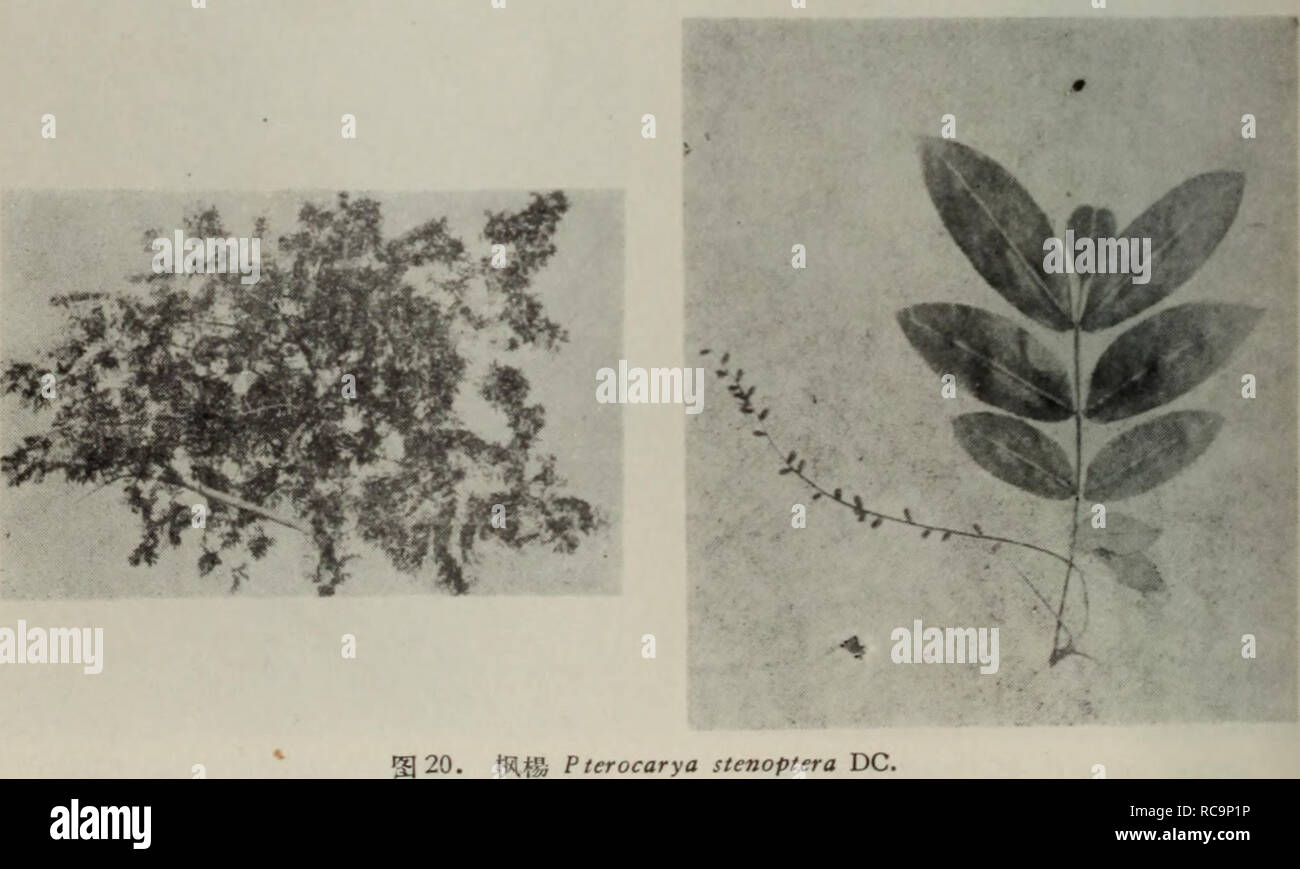 . dong bei zi yuan zhi wu shou ce. Botany. ?18. ?.'Salix triandra S 19. ?Sf^tft luglarts mandshurica Maxim.. Please note that these images are extracted from scanned page images that may have been digitally enhanced for readability - coloration and appearance of these illustrations may not perfectly resemble the original work.. wang wei,bo pei yun ,li jia qing,zhu you chang. ke xue chu ban she Stock Photo