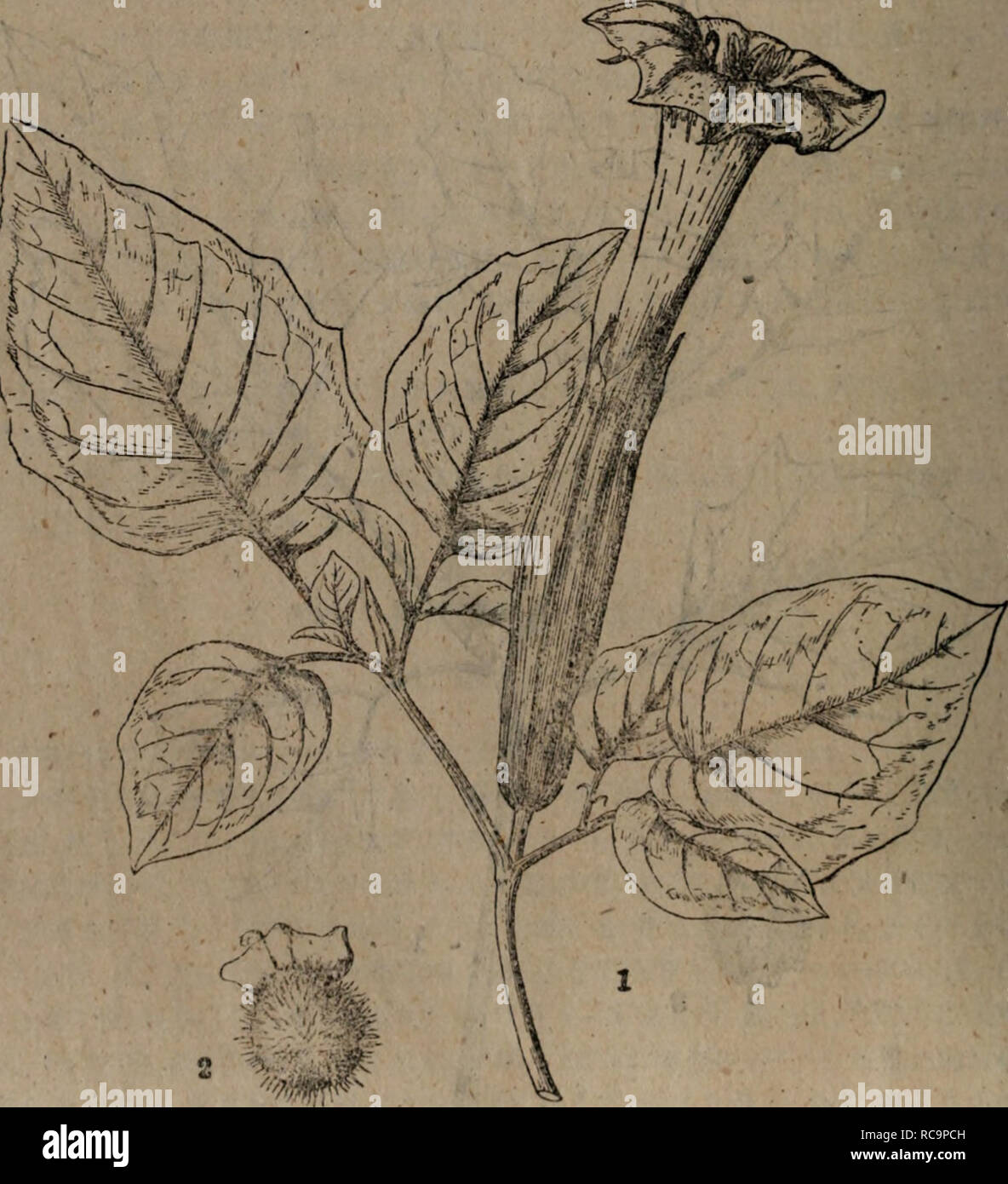 Dong Bei Zhi Wu Yao Tu Zhi Botany 3 E A Ae C E I Eec E E Aea A Caºc E Ac C Eaa Ca E C E A A A C E A Ec I D Tatula Linn 2 E A E 14a 18 Ac Cºc E I Ae Ca C Ae5c A I E Aea Ai Aecae A A C 1acac E A C Ae Ec D Metel Linn F Alha Aea º7 A