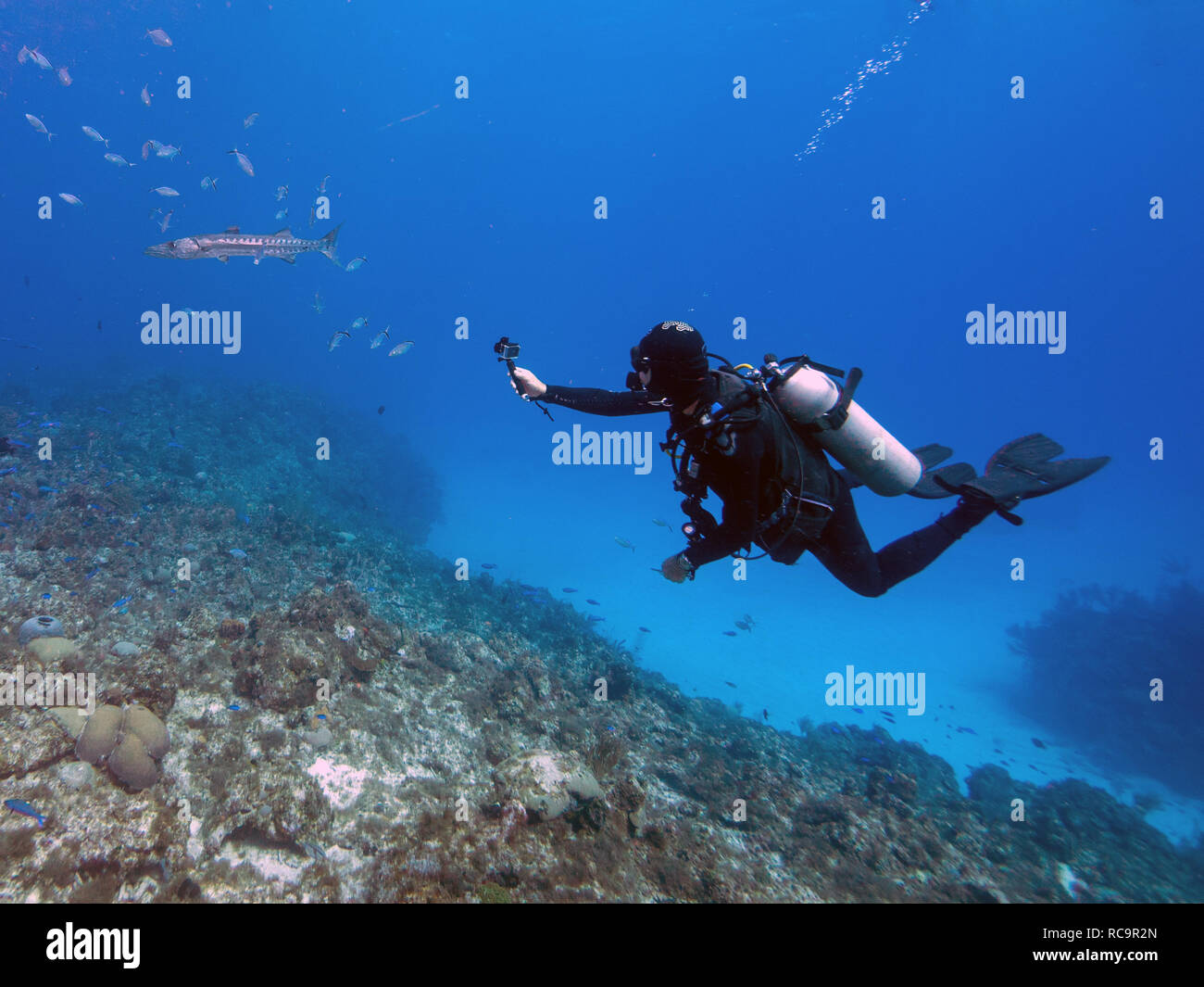 Diver and barracuda Stock Photo - Alamy