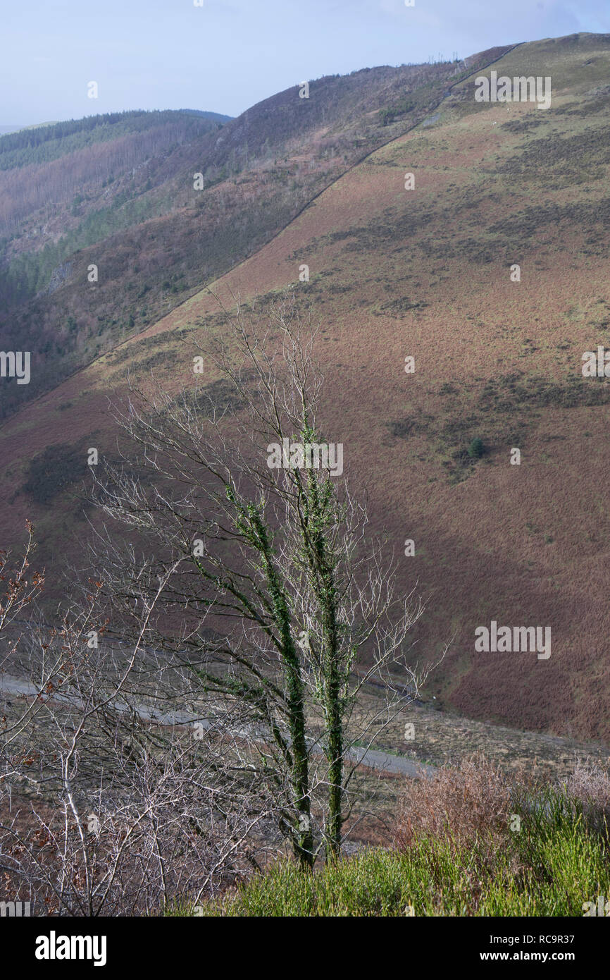 The Bwlch Nant Yr Arian nature reserve, home to the endangered red kite