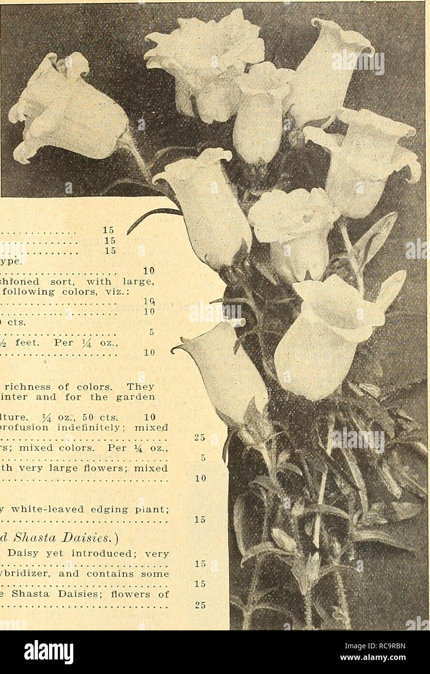 . Dreer's autumn catalogue 1916. Bulbs (Plants) Catalogs; Flowers Seeds Catalogs; Gardening Equipment and supplies Catalogs; Nurseries (Horticulture) Catalogs; Vegetables Seeds Catalogs. i &quot;tilHRYADREHt -PHIIADELPIHA#^ ftfUASLE FLOWER SEEDS 73 10 10 Campanula (Bellflower). Per Pkt Carpatica (Carpathian Hare-Bell). In bloom the whole season;- hardy perennial; blue; 6 inches. Per Y± oz., 40 cts —Alba. White-flowered form. Per ]4 oz-- 40 cts Persicifolia Grandiflora (Peach Bells). One of the finest; grows 2 to 3 feet high, with large flowers; blue 15 —Alba. White-flowering 15 Pyramidalis (Th Stock Photo