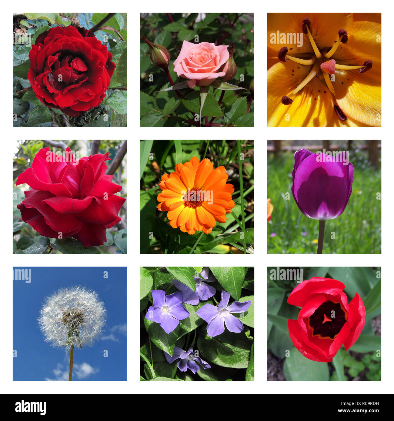Collage with variety of photographs of flowers Stock Photo