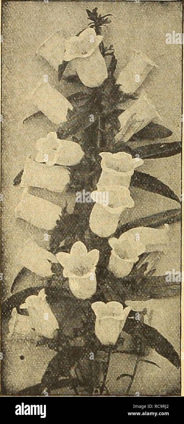 . Dreer's autumn catalogue 1916. Bulbs (Plants) Catalogs; Flowers Seeds Catalogs; Gardening Equipment and supplies Catalogs; Nurseries (Horticulture) Catalogs; Vegetables Seeds Catalogs. iHEMRTADREER -PnilADftPH|A#W HARDY PERENNIAL PbANTJ. Campanula Medium (Canterbury Bells) CALTHA (Marsh Marigold). Effective hardy perennials, of much value in marshy places and by the sides of streams and ponds; grow about a foot high and bloom in early spring. Palustris. Single bright yellow flowers. 15 cts. each; $1.50 per doz. Palustris FI. PI. Double-flowering. 25 cts. each; §2.50 per doz. Palustris Semipl Stock Photo