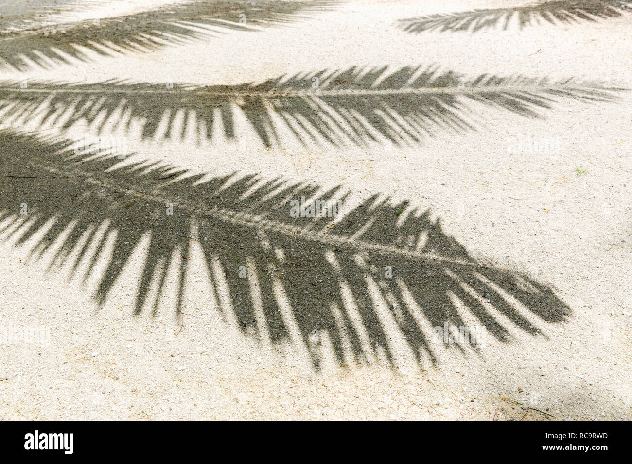 palm tree shadow on sand of tropical beach Stock Photo - Alamy
