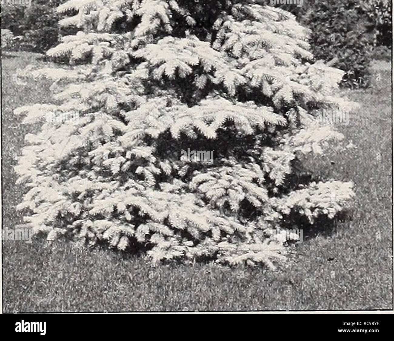 . Ellwanger &amp; Barry : Mount Hope nurseries. GENERAL CATALOGUE. 67 ABIES [including Picea and Tsuga], Spruce, Fir and Hemlock. Section i. Abies. Spruce and Hemlock. Tsuga —the Hemlocks, with flat leaves Leaves fieedle shaped, scattered all around the shoots (including mostly two ranked). A. alba. White Spruce. A. A native tree of medium size, varying in height from 25 to 50 feet, of pyramidal form. Foliage silvery gray, and bark light colored. Very hardy and valuable. 50c. fvar. cserulea. The Glaucous Spruce. B. A small and beautiful variety, of rather loose spread- ing habit, with bluish g Stock Photo