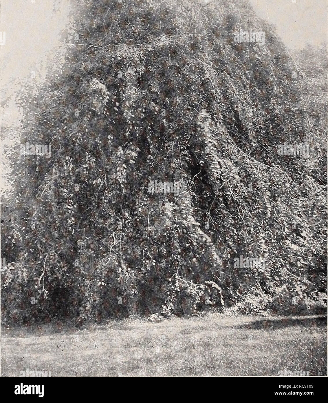 . Ellwanger &amp; Barry : Mount Hope nurseries. 50 ELL WANGER &amp;â = BARRY'S Fraxinus A. var. sambucifolia. American Black Ash. B. A small or medium sized tree, with fine foliage. $1.00. F. Bungeana. B. A vigorous grower with large, dark green foliage. $1.00. F. excelsior. European Ash. B. A lofty tree, of rapid growth, with spreading head and gray bark, pinnate leaves and black buds. 50c. var. atrovirens. (crisfia.) Dwarf Crisp-leaved Ash. C. A variety of dwarf habit, with very dark green curled foliage. $1.00. I. WEEPING BEECH. var. aurea. Golden-barked Ash. B. A conspicious tret at all ti Stock Photo