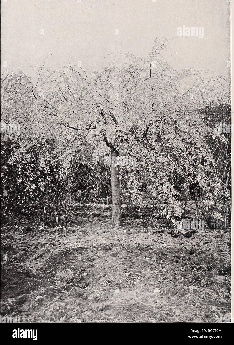 . Ellwanger &amp; Barry : Mount Hope nurseries. 46 ELLWANGER &amp;&gt; BARRY'S &quot;1 . .15. JAPAN WEEPING ROSE-FLOWERED CHERRY. (From a photograph of a specimen on our grounds?) Among trees of drooping habit there is none more beautiful than the one represented by the illustration annexed- The beauty of the tree consists not only in its graceful pendulous habit, but it has besides the merit of producing quantities of flowers in the blossoming season, and the branches when covered with these give the tree a novel, interesting and charming effect, as will be seen from the picture. The foliage  Stock Photo