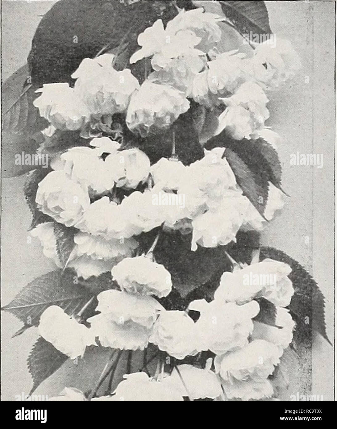 . Ellwanger &amp; Barry : Mount Hope nurseries. GENERAL CATALOGUE. 45 Cerasus Japonica pendula. Japan Weeping Cherry. C. Resembles pumila pendula somewhat, but is much more feathery and graceful; flowers single white, fruit red. One of the finest of the small-headed pendent cherries. $1.50. C. Japonica. var. rosea pendula. Japan Weeping Rose-flowered Chrery. C. Brought from Japan by Von Siebold, and is certainly one of the finest pendulous trees for lawns or small grounds. The branches are slender, and fall gracefully to the ground, and the flowers are rose- colored, appearing before the leave Stock Photo