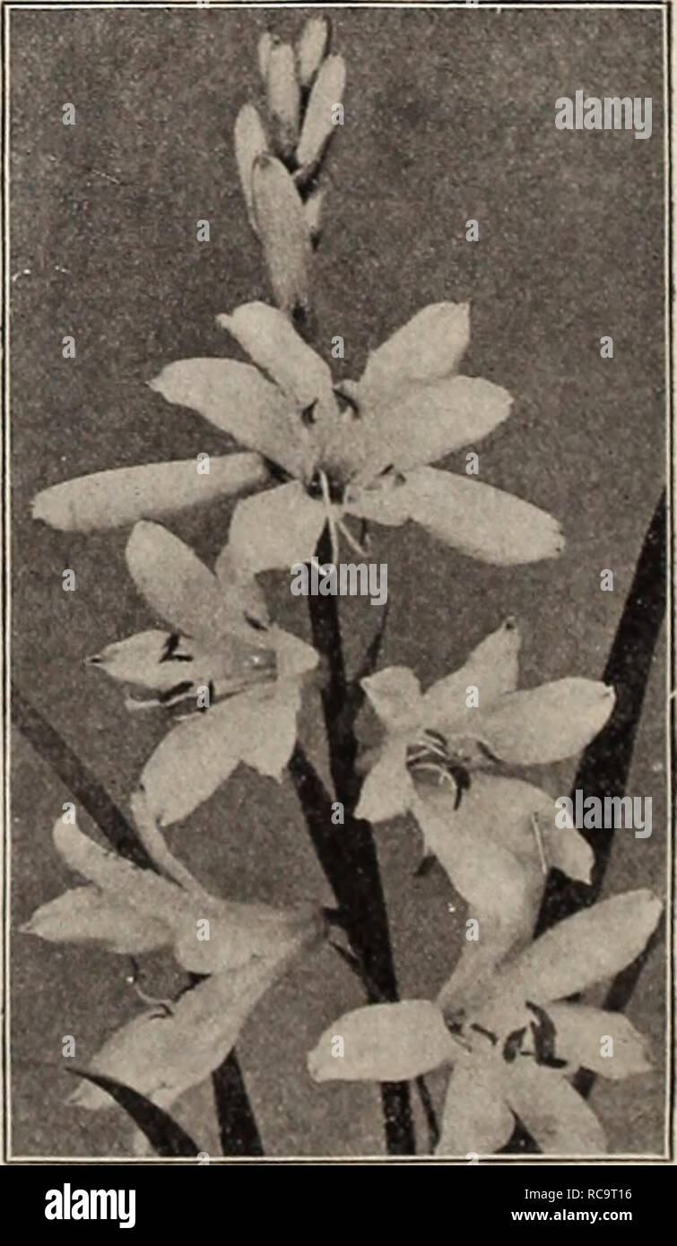 . Dreer's autumn catalogue of bulbs plants seeds etc. for autumn planting 1909. Bulbs (Plants) Catalogs; Flowers Seeds Catalogs; Gardening Equipment and supplies Catalogs; Nurseries (Horticulture) Catalogs; Fruit Seeds Catalogs; Vegetables Seeds Catalogs. Cai.ochohtc: LlliagO [St. Bernard's Lily). A pretty species, bearing spikes ot white flowers 18 inches high during May and June. 10 cts. each ; $1.00 per doz.; $7.00 per 100. BABIANA. A charming genus with leaves of dark green, thickly covered&quot;with downy hairs, and bearing showy spikes of flowers. They should have the protection of a col Stock Photo
