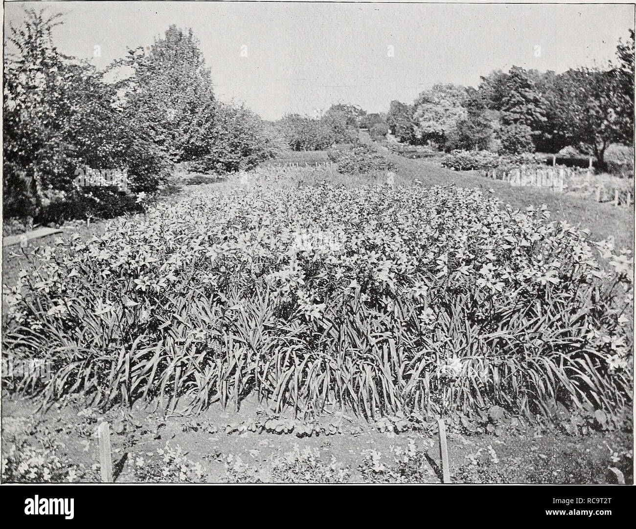 Barry Rambler . Ellwanger & Barry : Mount Hope Nurseries. SUPPLEMENTARY CATALOGUE. 27 ...