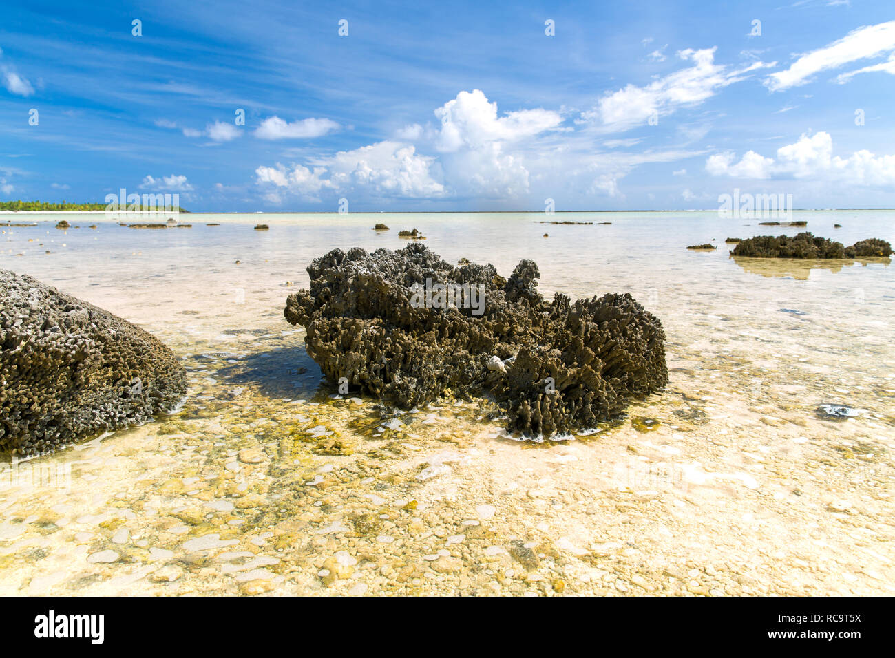 hard stony coral on beach in french polynesia Stock Photo