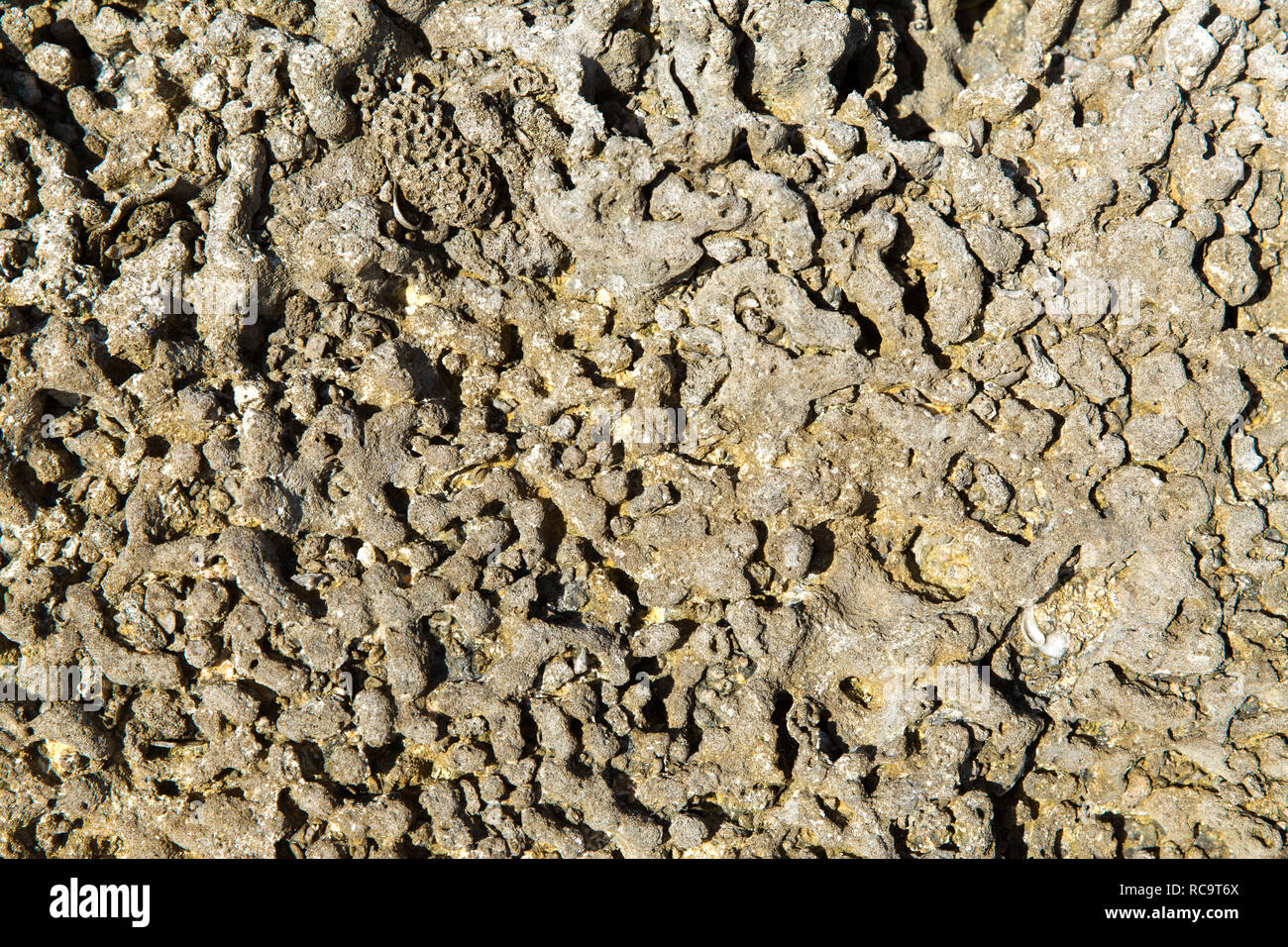 close up of hard stony coral Stock Photo