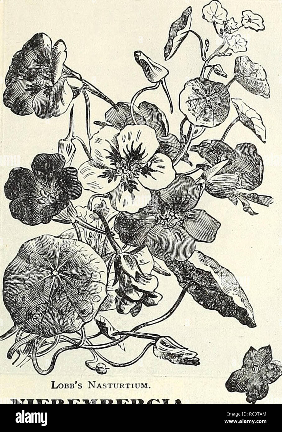 . Dreer's 1838 1908 garden book. Seeds Catalogs; Nursery stock Catalogs; Gardening Equipment and supplies Catalogs; Flowers Seeds Catalogs; Vegetables Seeds Catalogs; Fruit Seeds Catalogs. ENRTADREER-PHIIADELPHIAW W/ RELIABIEFLOWERSEEDS i los. conspicuous ihey :;e to Lobb's Nasturtium. ]VIER£]&gt;IB£RGIA. (Cup Flower). per pkt A half-hardy perennial, slender- growing plant, perpetually in bloom, flowering tlie first year if sown early , desiralile for the greenhouse, ba,^kets, vases, or bedding out ; 1 ft. 3421 Frutescens. White, tinted with lilac 10 NIGELLA. the (Love in a Mist, or Devil liii Stock Photo