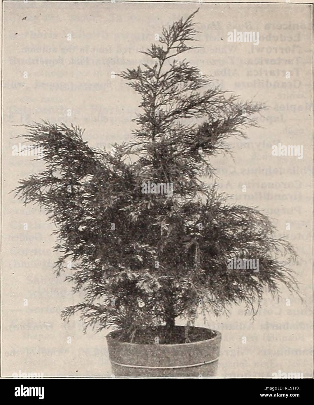 . Dreer's 1910 autumn catalogue. Bulbs (Plants) Catalogs; Flowers Seeds Catalogs; Gardening Equipment and supplies Catalogs; Nurseries (Horticulture) Catalogs; Fruit Seeds Catalogs; Vegetables Seeds Catalogs. Thcyopsis Standishi. Juniperus Pfitzerianus. Picea Pungens Glauca Pendula. Same as the preceding, with pendulous branches. Plants, 2A feet high, $3.50 each. Picea Alcockiana (Alcock's Spruce). An attractive tree. Foliage, dark green above and silvery beneath, giving the whole a variegated appearance. Plants, 3 feet high, $2.00 each. Picea Omorika. Foliage silvery underneath, giving it a u Stock Photo