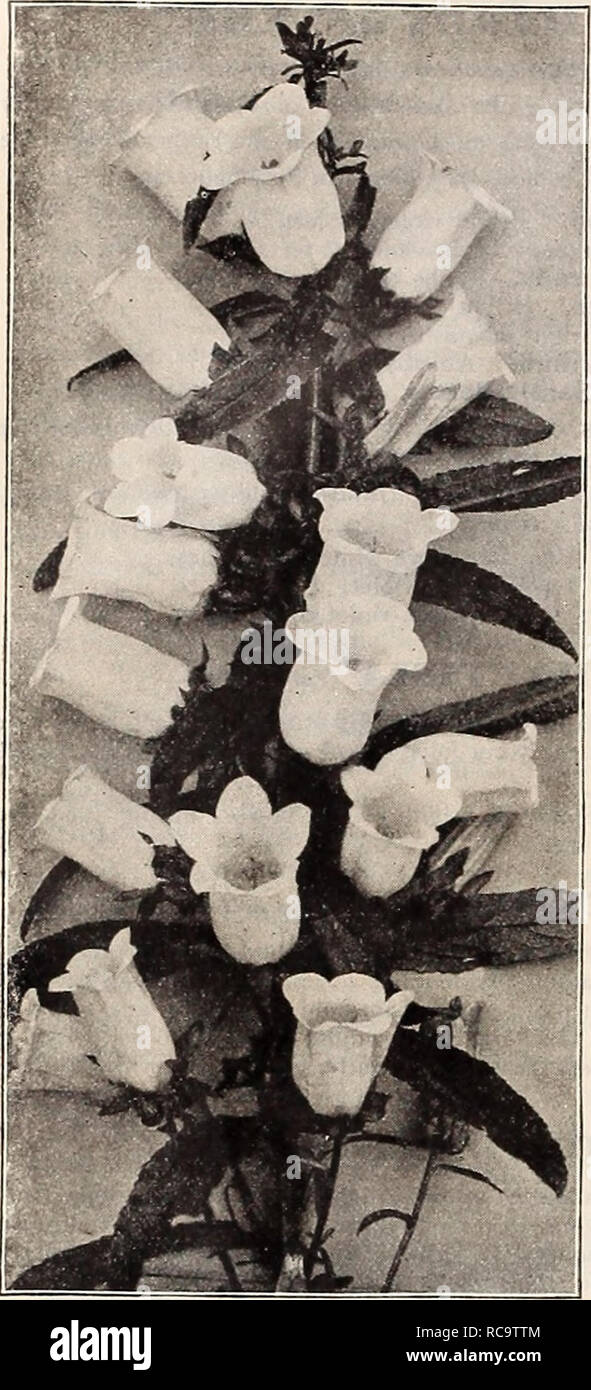 . Dreer's 1910 autumn catalogue. Bulbs (Plants) Catalogs; Flowers Seeds Catalogs; Gardening Equipment and supplies Catalogs; Nurseries (Horticulture) Catalogs; Fruit Seeds Catalogs; Vegetables Seeds Catalogs. 46 lEMRTADREER-PHIlADELPHIAfAlM HARDY PERENNIAL PLANTS. CALLIRIIOE (Poppy Mallow^. Involucrata. An elegant trailing plant, with large saucer-shaped flowers of rosy-crimson, with white centres, all summer and fall. Lineariloba. Delicate light rose-colored flowers all summer. CARYOPTERIS. Mastacanthus (Blue Spiraea). A handsome perennial, producing rich, la- vender-blue flowers from early i Stock Photo