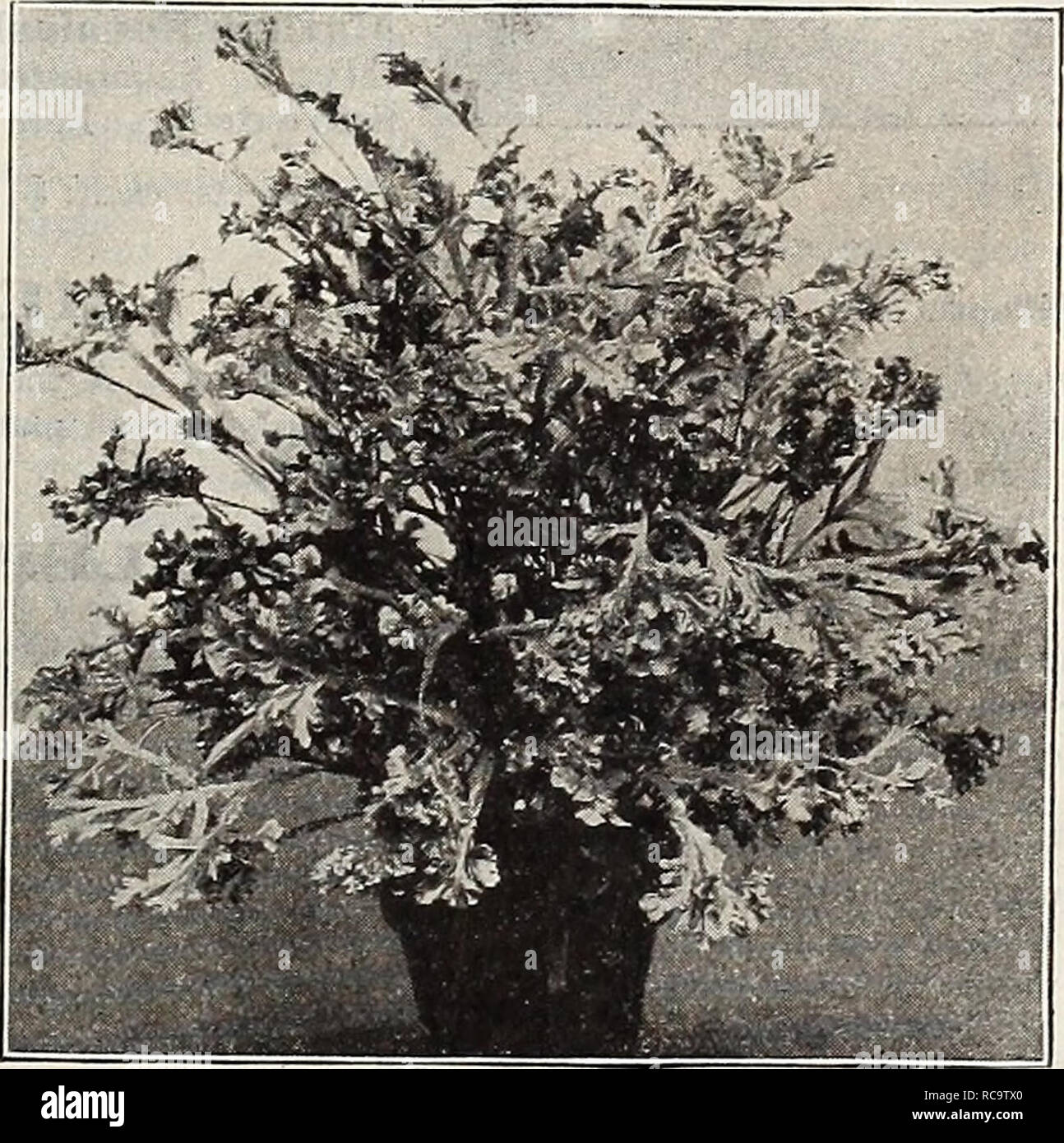 . Dreer's 1910 autumn catalogue. Bulbs (Plants) Catalogs; Flowers Seeds Catalogs; Gardening Equipment and supplies Catalogs; Nurseries (Horticulture) Catalogs; Fruit Seeds Catalogs; Vegetables Seeds Catalogs. Crested Fern (Pteris Wilsoni). Holly Fern CCyrtomium Falcatum). Nephrolepis Scholzeli (ThÂ± Plumed Scott, or Dwarf Boz ton Fern). In this new form, a sport from Scotti, we have ali the desirable features of ft-: parent, with plumy fronds similf.: to the Ostrich Plume Fern. ILf more compact and denser growtk, making an ideal decorative plaai for the house. Specimens in 6- inch pots, 75 cts Stock Photo