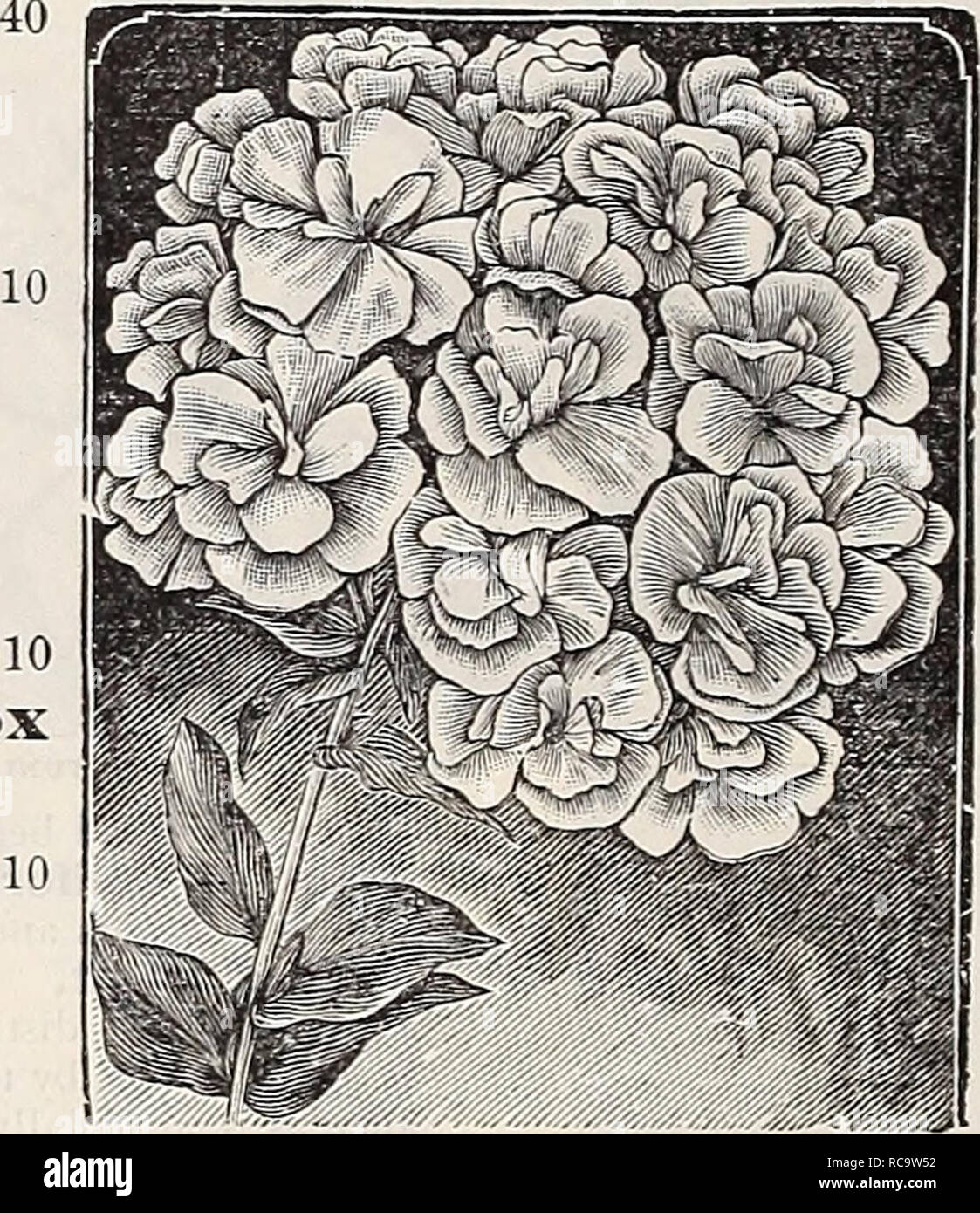 . Dreer's 1907 garden book. Seeds Catalogs; Nursery stock Catalogs; Gardening Equipment and supplies Catalogs; Flowers Seeds Catalogs; Vegetables Seeds Catalogs; Fruit Seeds Catalogs. 90 ENRTADREER -PHILAMIA^A PHLOX DRUMMONDI. Of all summer-flowering annuals the varieties of Phlox Drummondi are unques- tionably one of the most brilliant and satisfactory. Seed may be sown in the open ground any time after danger from frost is past, and in a lew weeks the beds or border-; are aglow with their brilliant coloring, and remain so until fiost; for early flowering thjy should be started indoors or in  Stock Photo