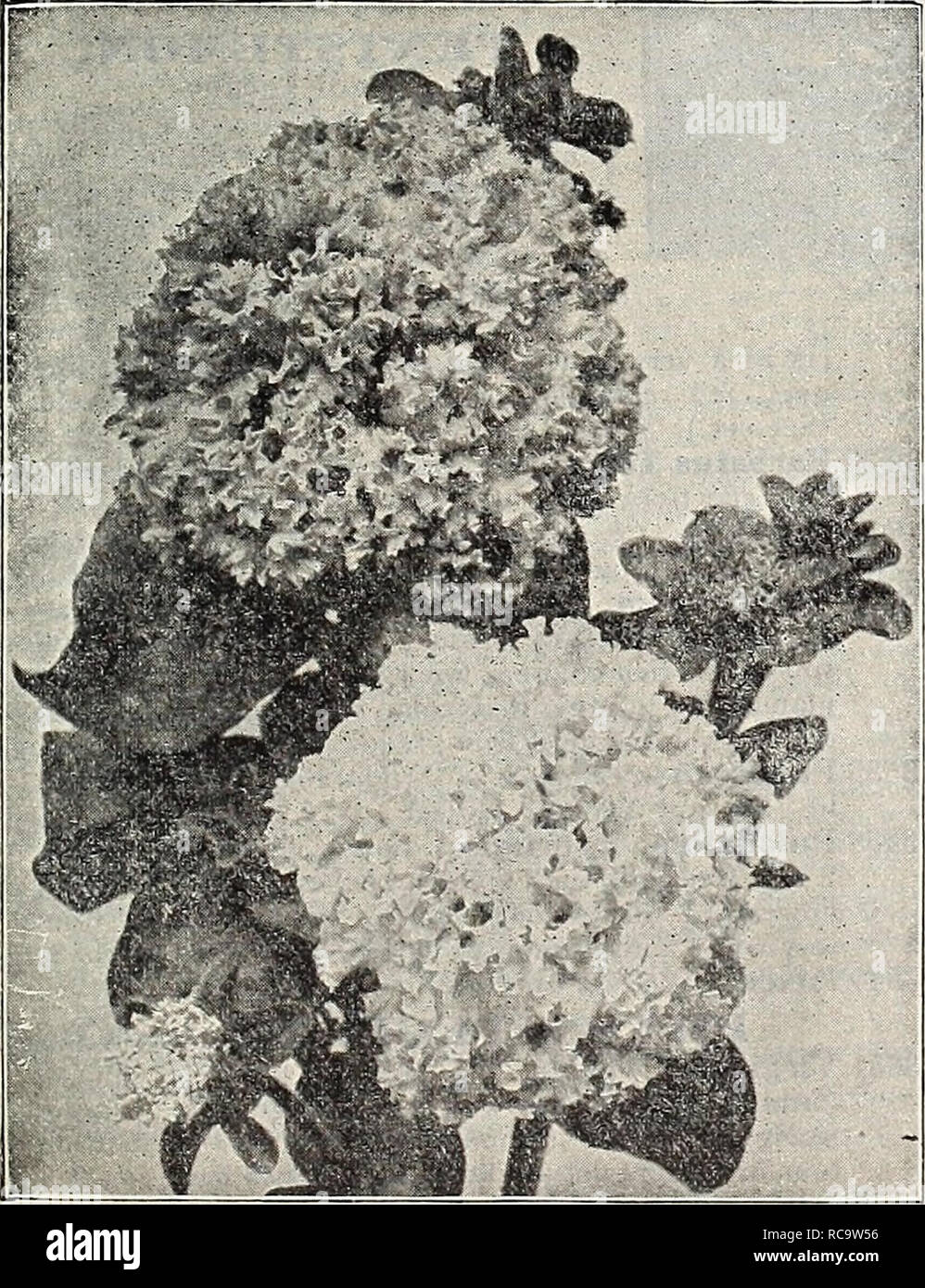 . Dreer's 1907 garden book. Seeds Catalogs; Nursery stock Catalogs; Gardening Equipment and supplies Catalogs; Flowers Seeds Catalogs; Vegetables Seeds Catalogs; Fruit Seeds Catalogs. PE -.'/. Dreer's Superb Large-Flowering Double-Fringed Petunias. Dreer's Superb Large-Flowering Single-Fringed Petunias. SINGLE VARIETIES. A'ole what we say in refer- ence to saving the weaker seed- lings of the double -flowering varieties ; the same is true in a measure of the single sorts. PER PKT. 3580 Dreer's Superb Large - Flowering Fringed. Our own sa ing from finest flowers, of very large size and beautif Stock Photo