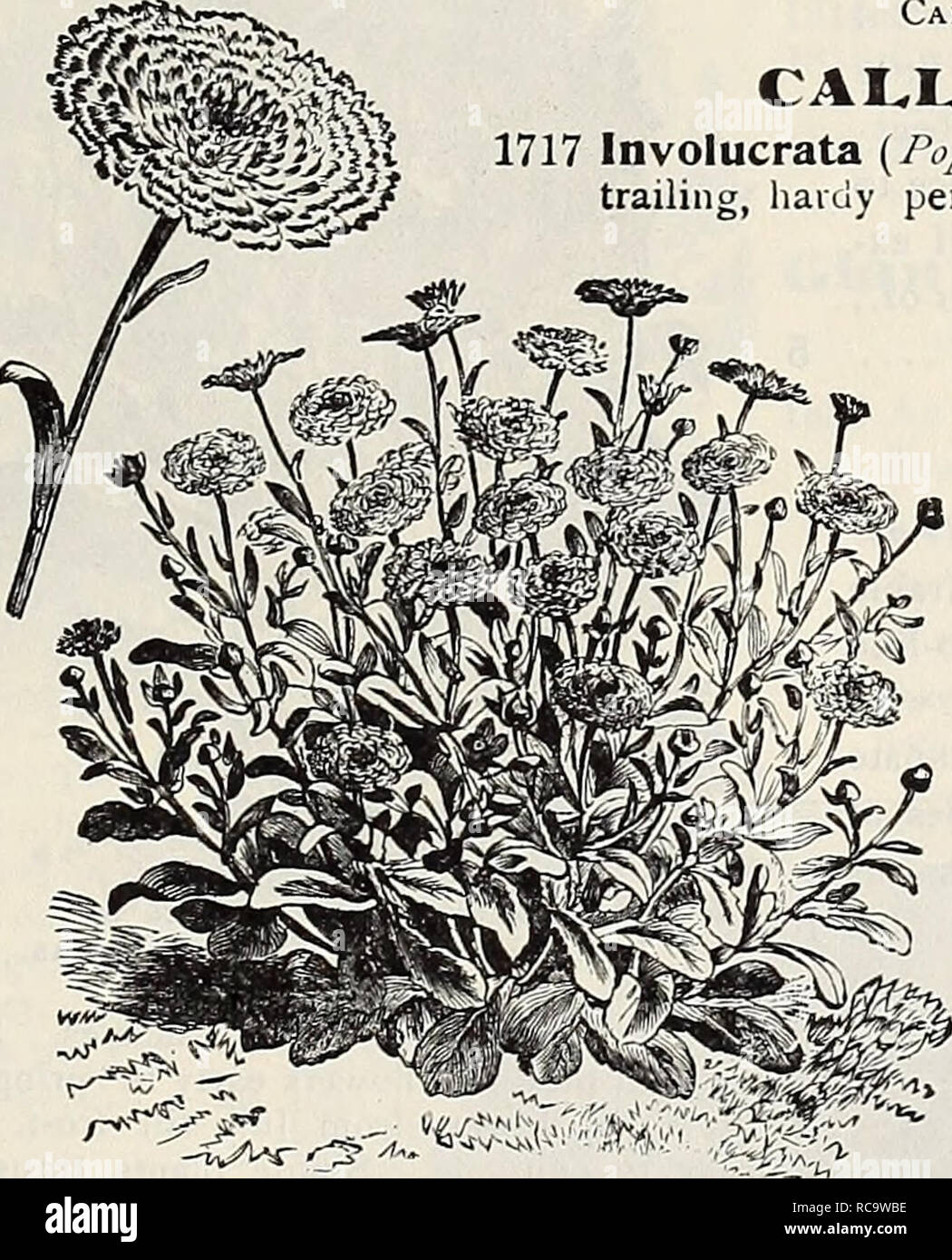 . Dreer's 1907 garden book. Seeds Catalogs; Nursery stock Catalogs; Gardening Equipment and supplies Catalogs; Flowers Seeds Catalogs; Vegetables Seeds Catalogs; Fruit Seeds Catalogs. Campanula Persicifolia Granuiflora. Calliopsis. CALLlKHOEt per pkt. 1717 Involucrata {Poppy Mallow). A showy, trailing, hardy perennial, bearing continu- ously from early summer till fall large, bright crim- son saucer-shaped flowers; looks best on the rock- ery, but can be used in front of the hardy border. 60 cts. per oz.. . 5 CAMPANULA. (BeUflower.) Well known, beautiful hardy herbaceous peren. nials, bearing  Stock Photo