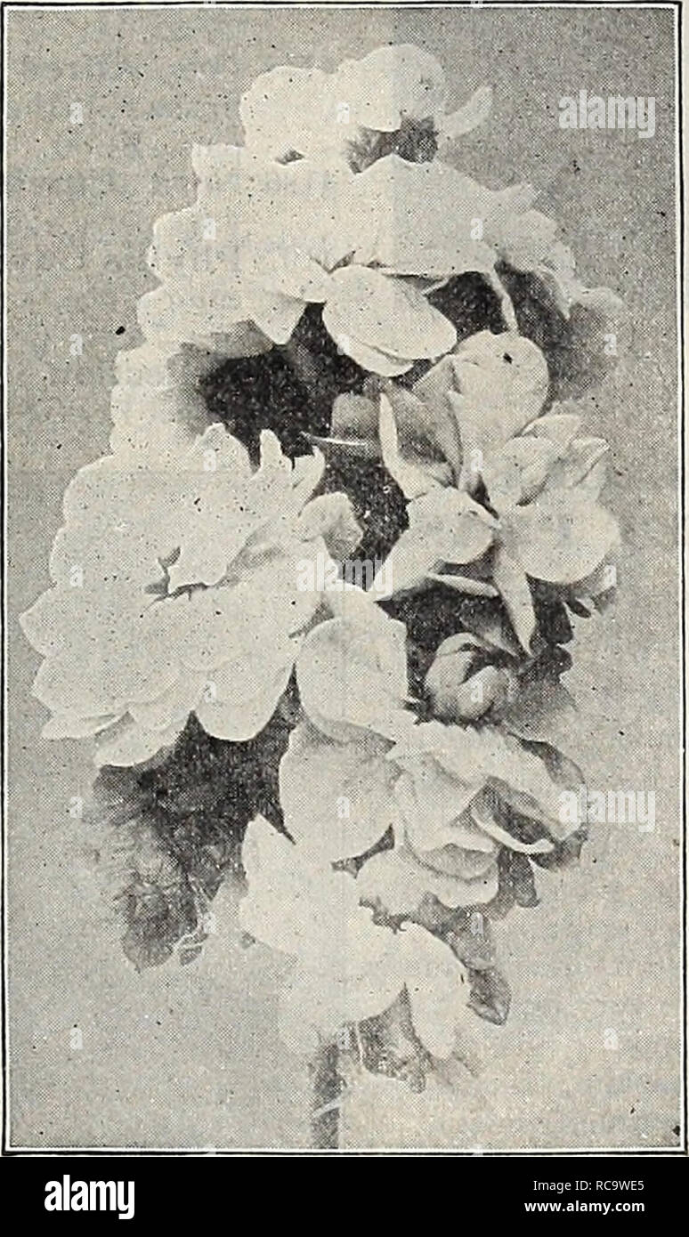 . Dreer's 1907 garden book. Seeds Catalogs; Nursery stock Catalogs; Gardening Equipment and supplies Catalogs; Flowers Seeds Catalogs; Vegetables Seeds Catalogs; Fruit Seeds Catalogs. Spike or Cut-and-Come-Again Stock. Salvia Ball of Firk, SCABIOSA JAPONICA. 3942 A hardy perennial variety from Japan, forming bushy plants 2£ to 3 feet in height by the same through, and bear- ing on long, wiry stems beautiful artistic lavender-blue flowers 2 to 2£ inches across. The plants are ex Iremely floriferous, producing a con- tinuous crop from the end of June until late in autumn. A fine cut flower. 20 e Stock Photo