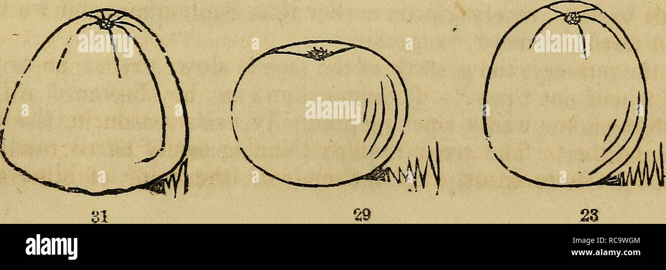 Elliott S Fruit Book Fruit Culture Fruit From Old Catalog