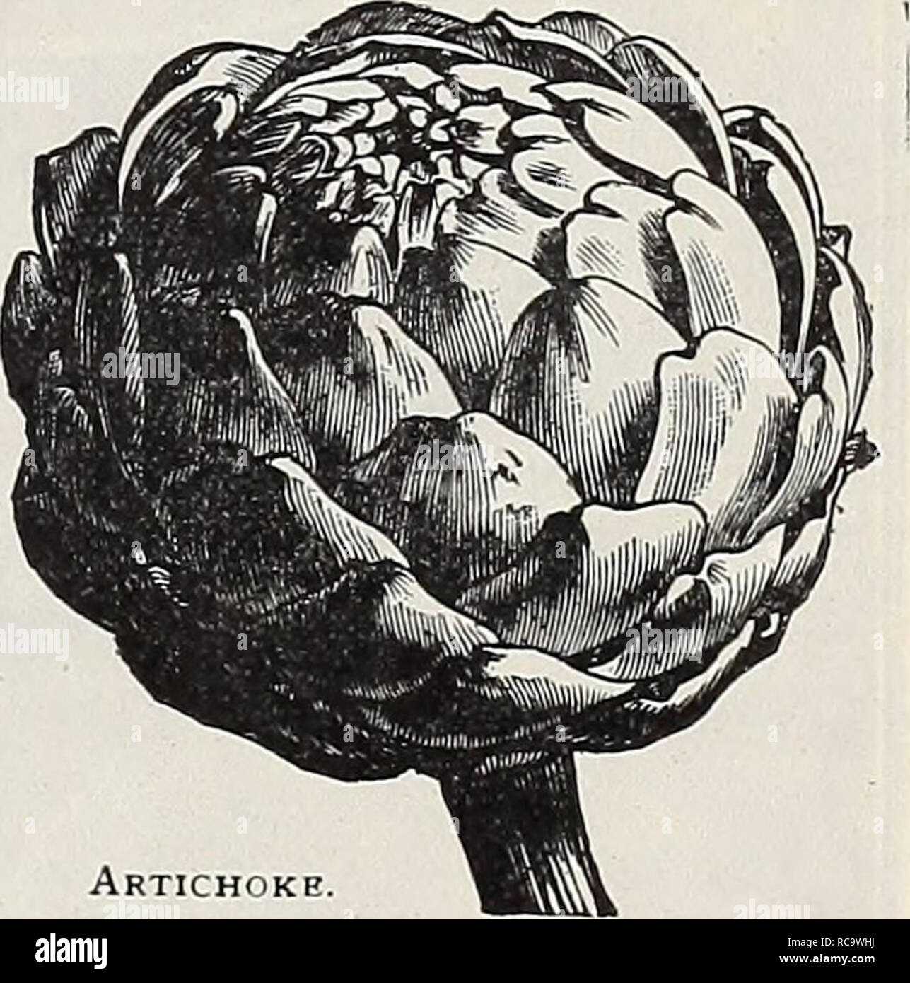 Dreer S 1907 Garden Book Seeds Catalogs Nursery Stock Catalogs Gardening Equipment And Supplies Catalogs Flowers Seeds Catalogs Vegetables Seeds Catalogs Fruit Seeds Catalogs French Thyme We Grow Large Quantities Of Vegetable
