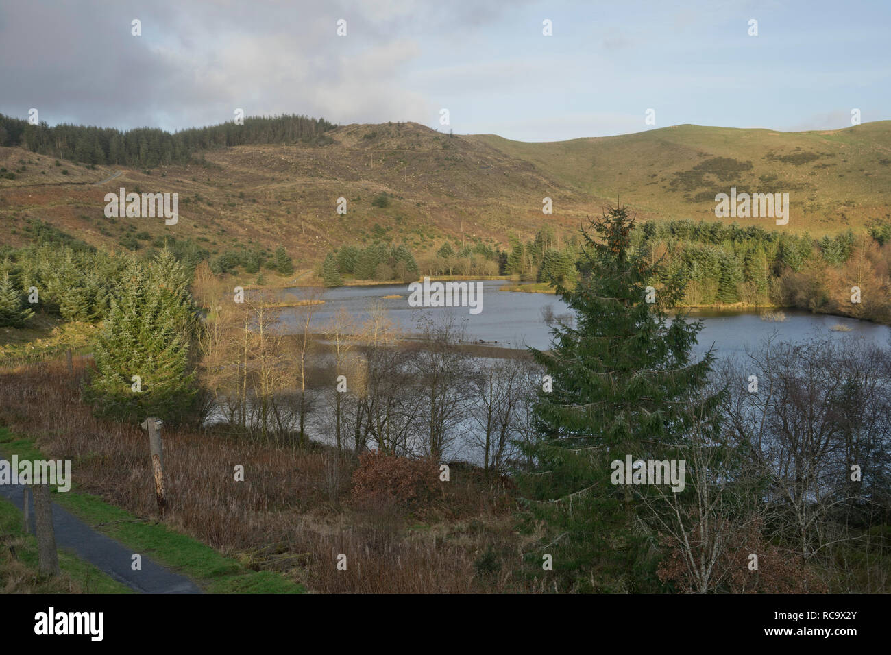 The Bwlch Nant Yr Arian nature reserve, home to the endangered red kite ...