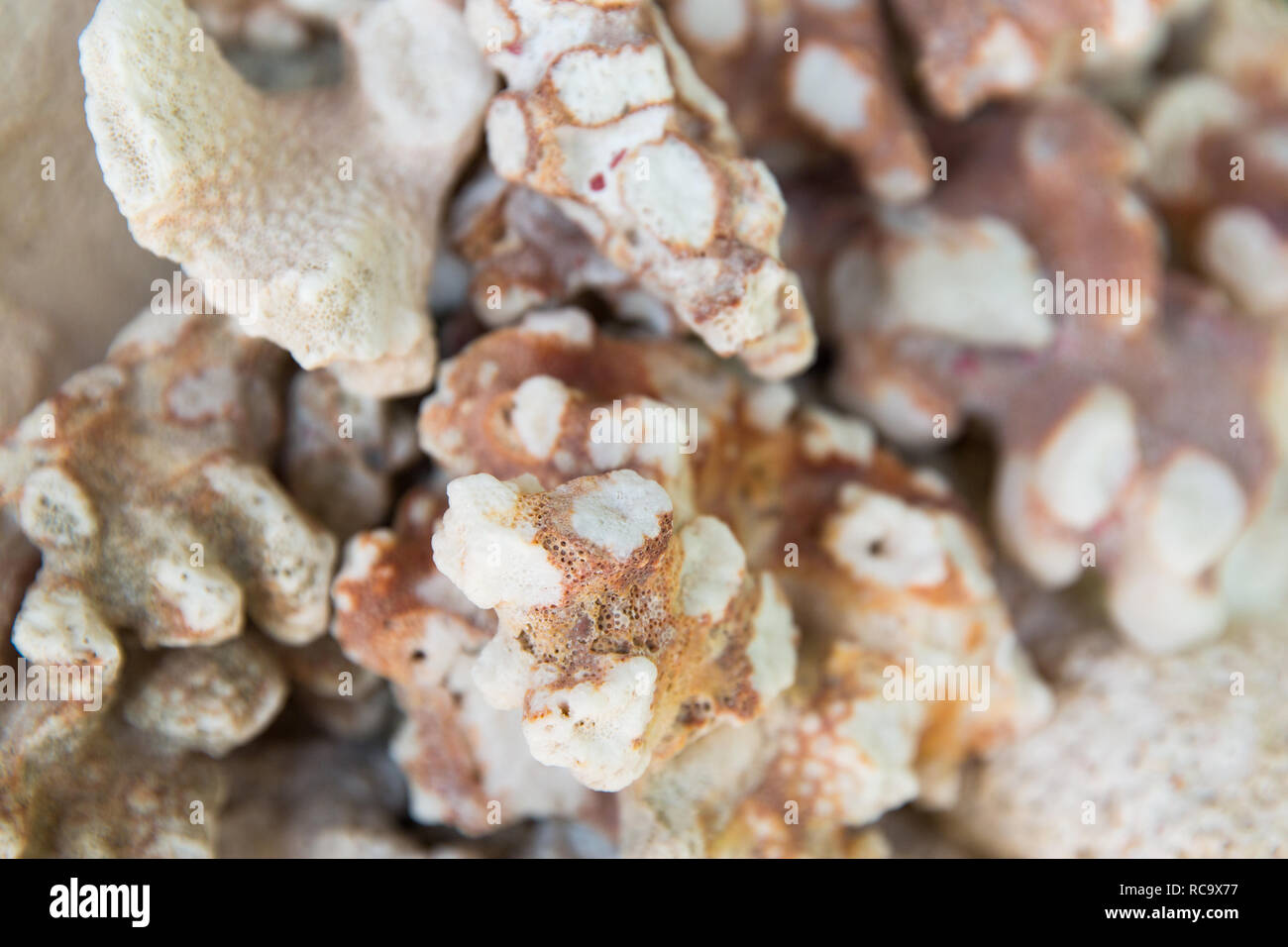 close up of hard stony coral Stock Photo