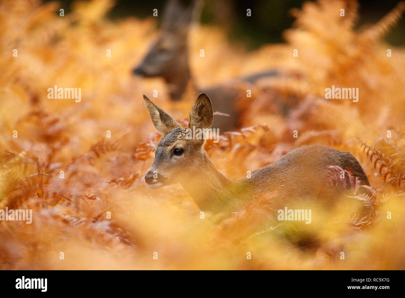 Young roe deer in autumnal orange bracken Stock Photo